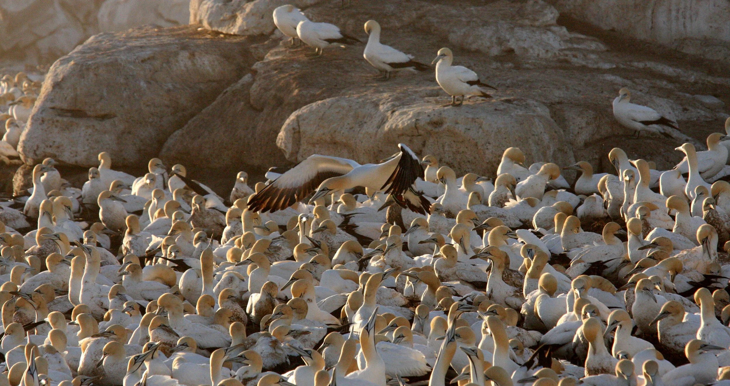 Cape gannet (Morus capensis) Lambert's Bay South Africa (6).JPG