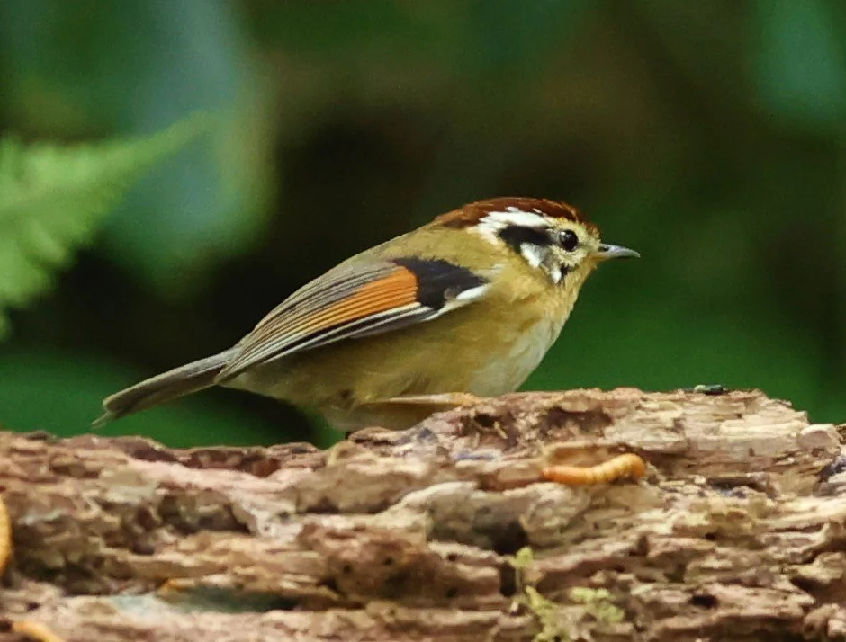 FULVETTA - RUFOUS-WINGED FULVETTA - Schoeniparus castaneceps - DOI PHA HOM POK NP DOI LANG EAST FEB 2022 (21).jpg