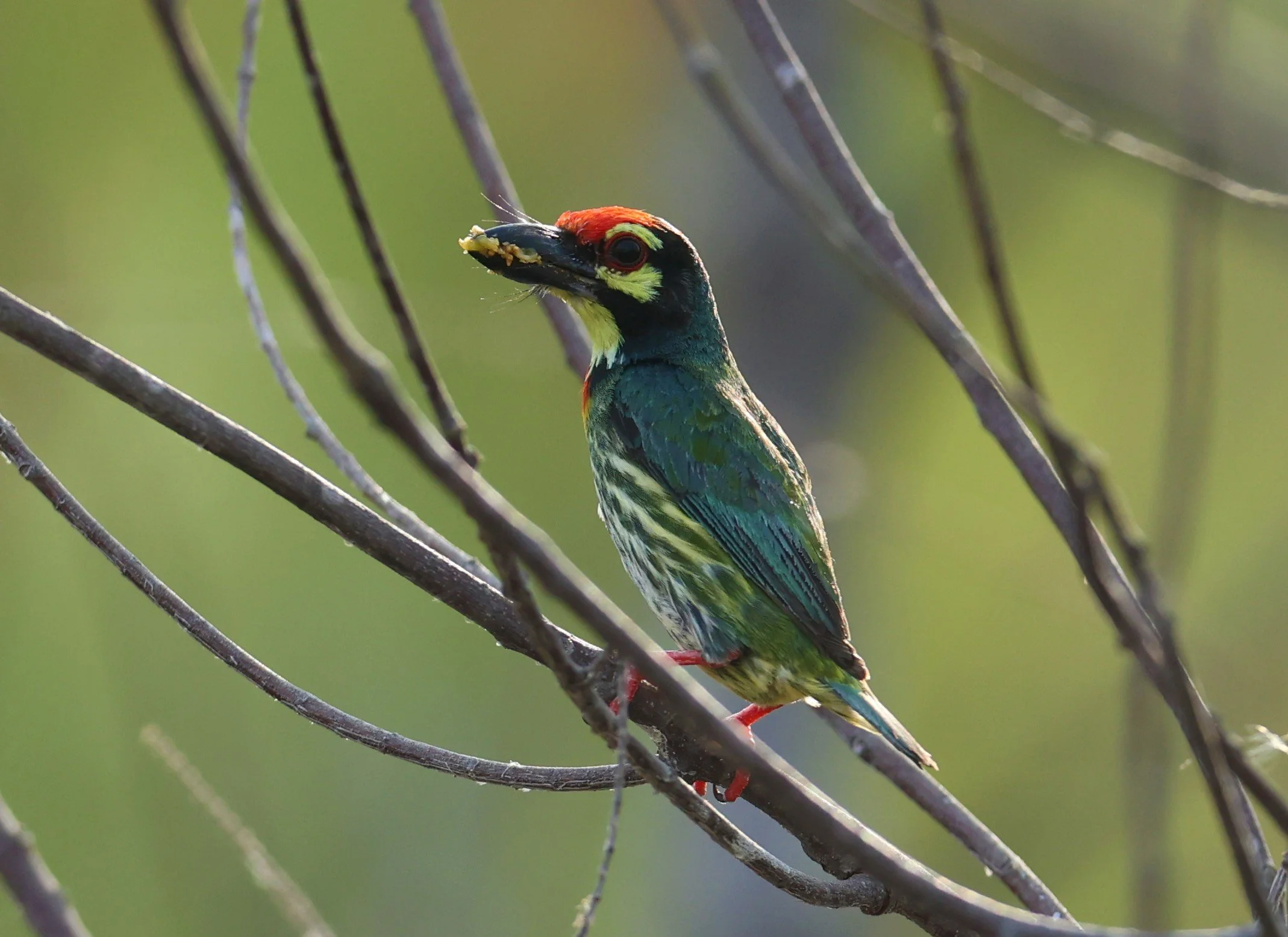 BARBET - COPPERSMITH BARBET - Megalaima haemacephala - KHAO SAM ROI YOD SONGKRAN 2022 (13).jpg