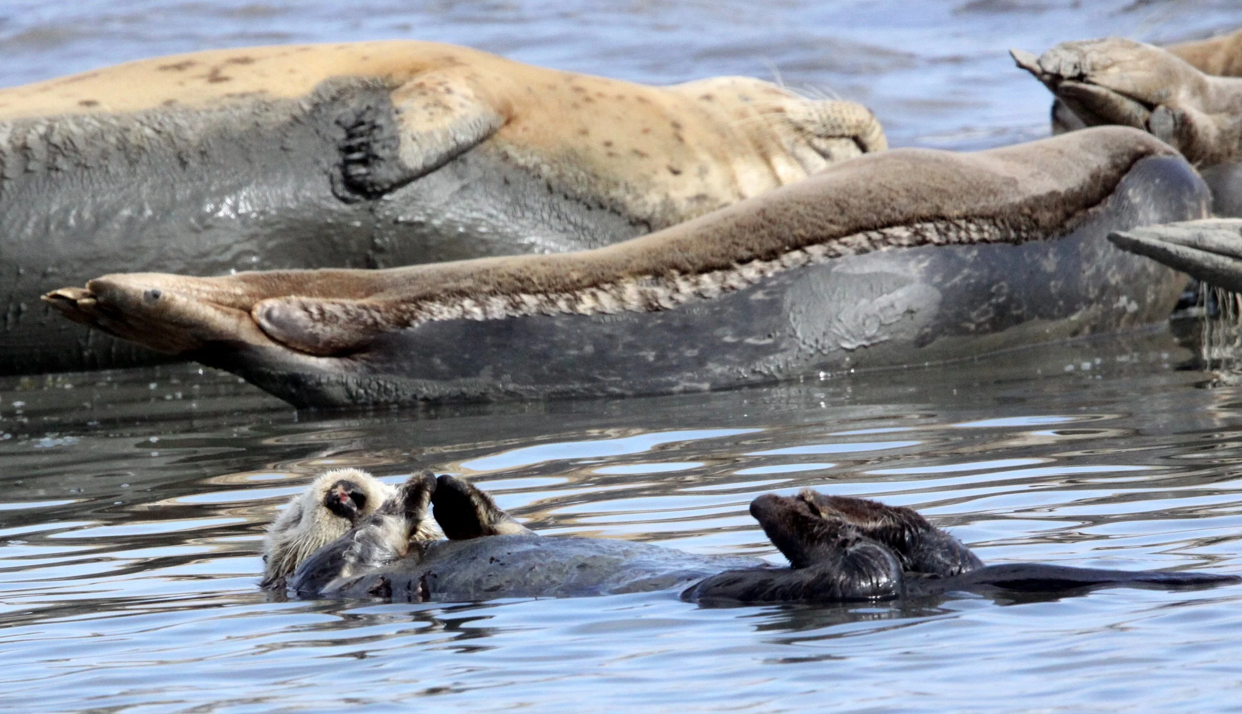 Enhydra lutris nereis - CALIFORNIA SEA OTTER - ELKHORN SLOUGH  WILDLIFE REFUGE CALIFORNIA (39).JPG