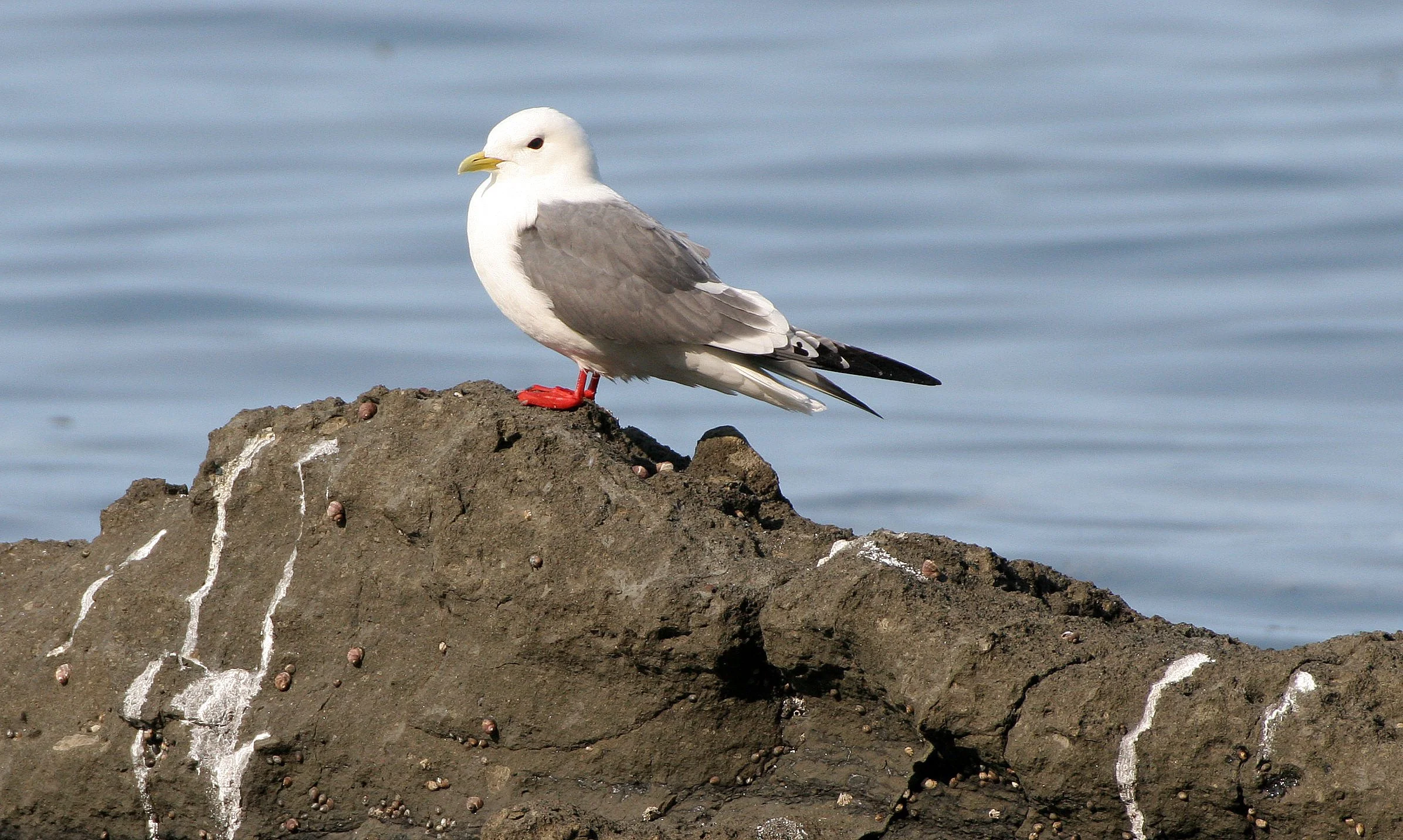 BIRD - KITTIWAKE - RED-LEGGED - COMMANDERS (15).jpg