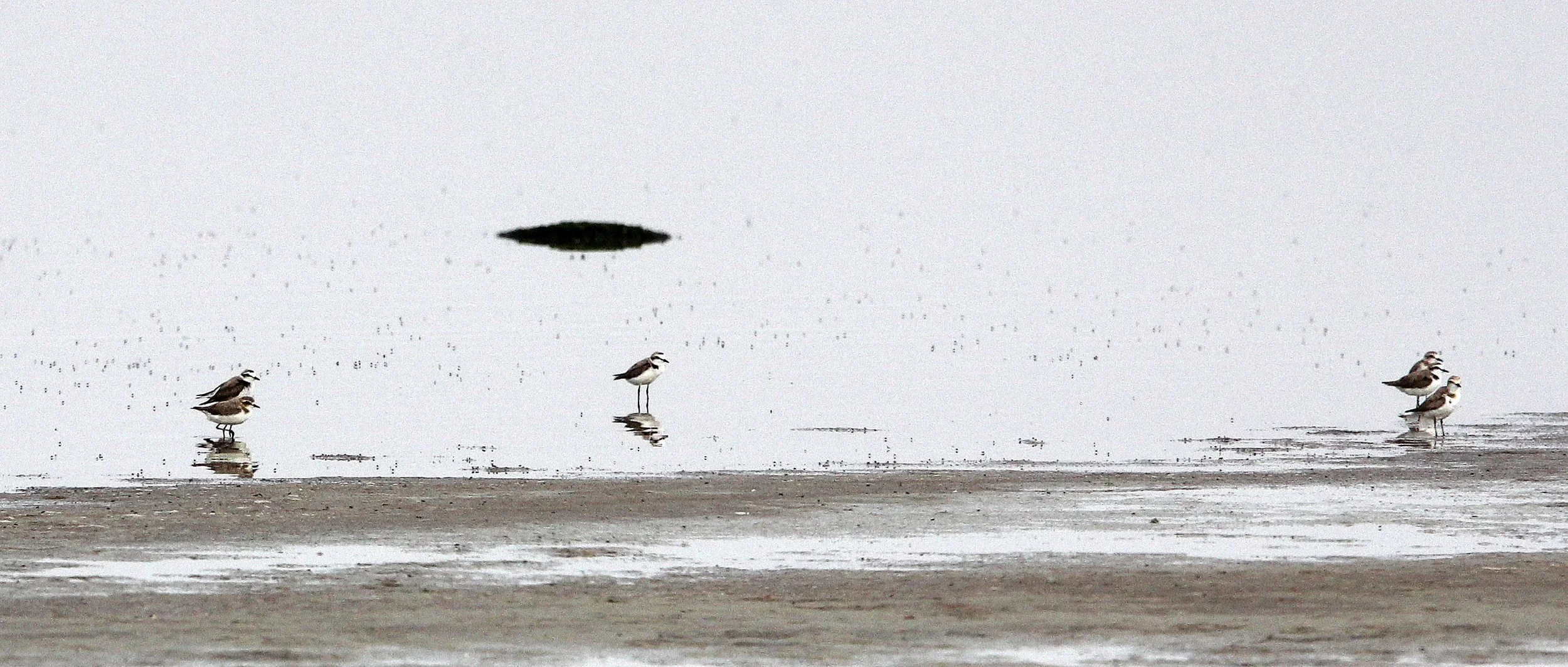 BIRD - PLOVER - KENTISH PLOVER - TUNIS TUNISIA (1).JPG