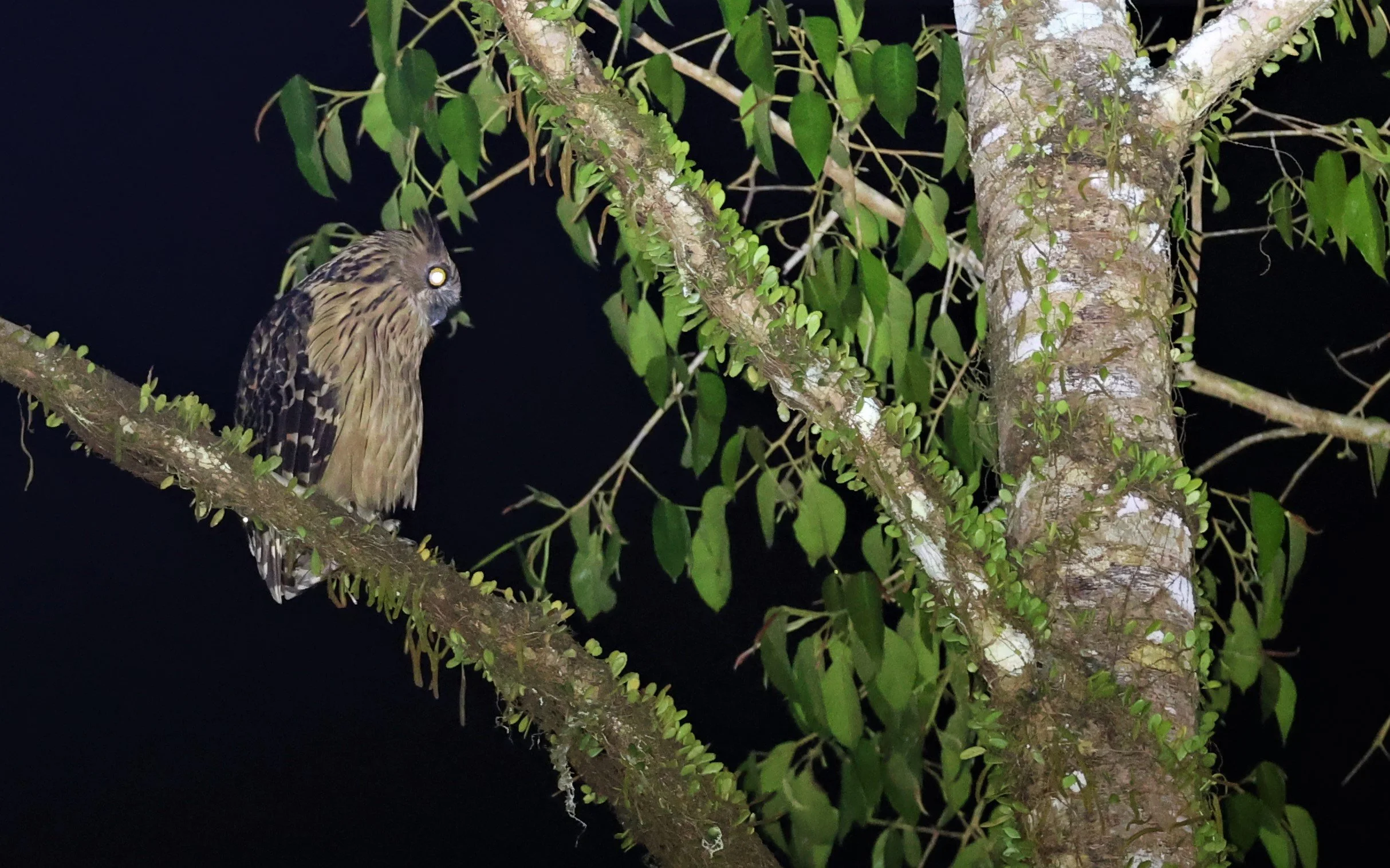 OWL - BUFFY FISH OWL - Ketupa ketupu - KRUNG CHING, KHAO LUANG NP, JAN 2022 (2).jpg