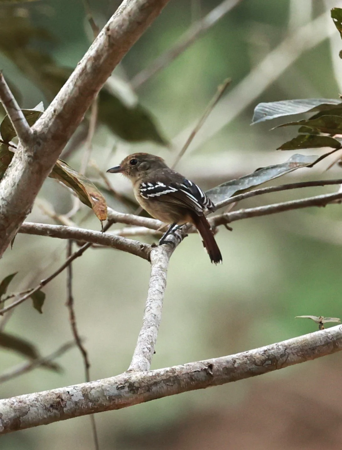 Antshrike - Sooretama Slaty-antshrike - Thamnophilus ambiguus - Feliciano Miguel Abdala Reserve (Caratinga Biological Reserve) (2).JPG