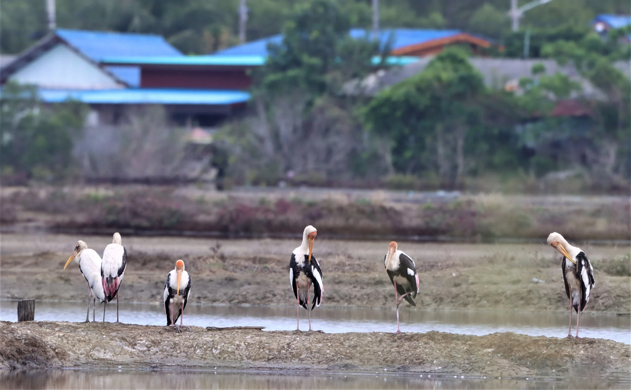 STORK - MILKY STORK - Mycteria cinerea - WITH PAINTED STORK - KHLONG TAMRU CHONBURI (66).jpg