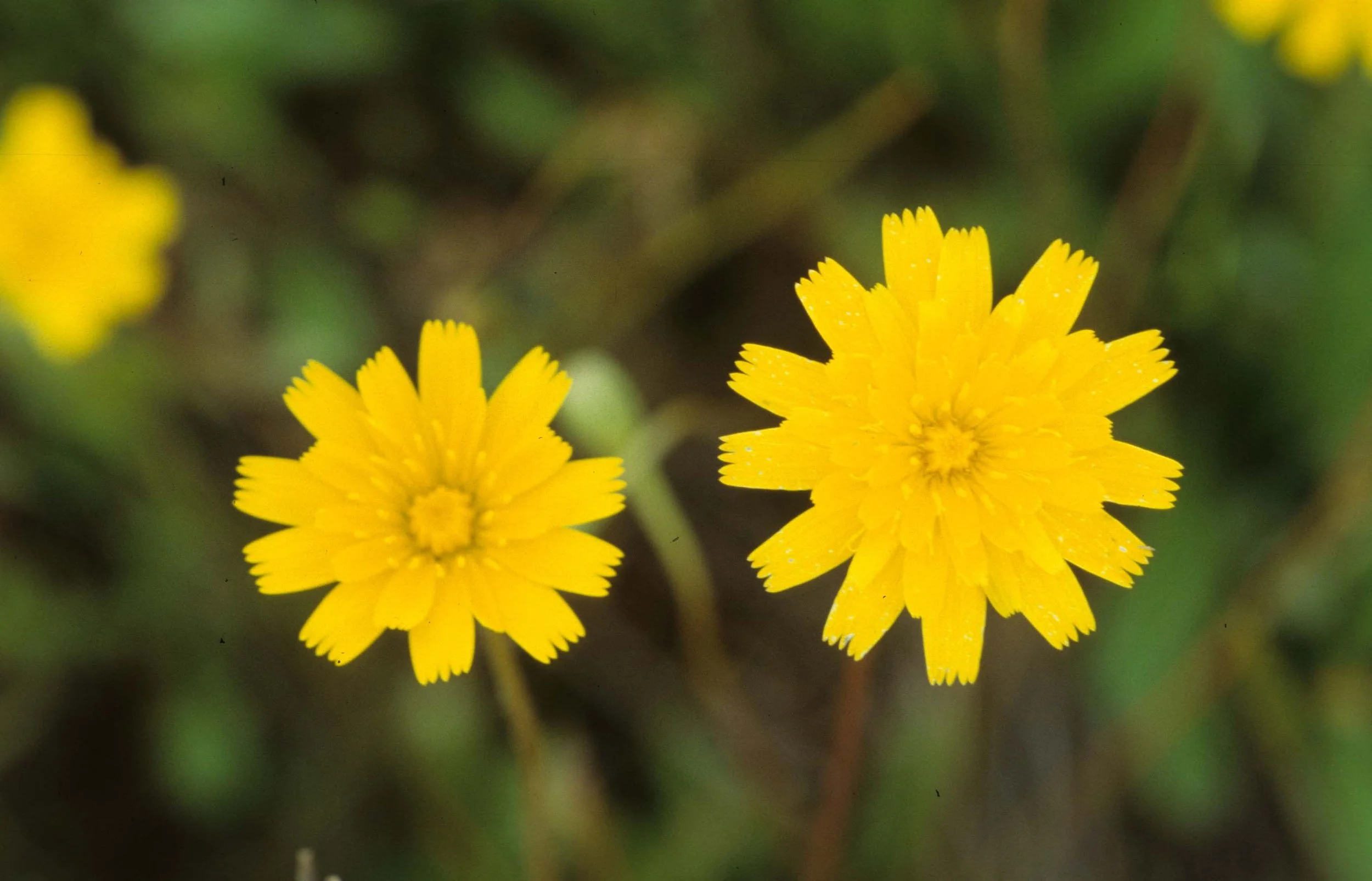 MONTANA - GLACIER - ASTERACEAE SPECIES (4).jpg