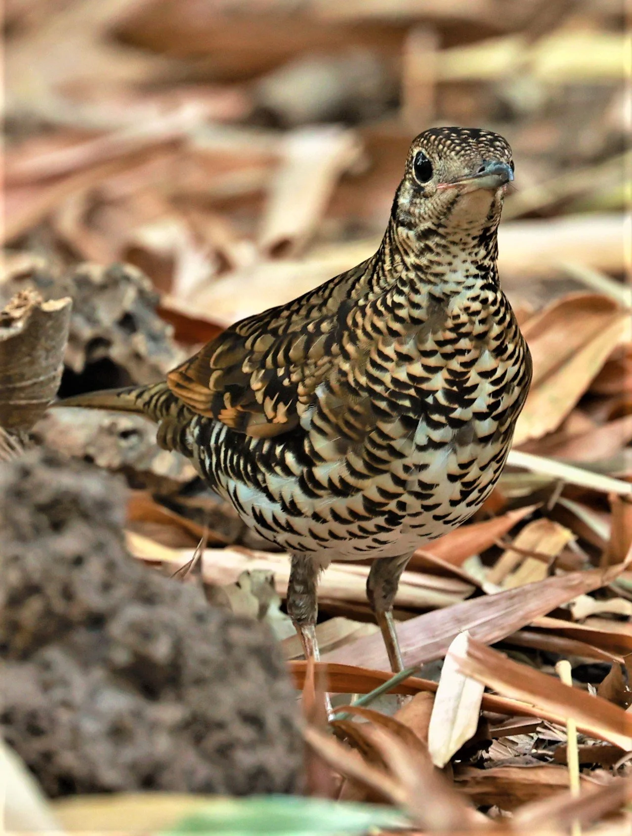 White's Thrush (Zoothera aurea) Putthamonthon Park Nakhon Pathom Thailand (197).jpg