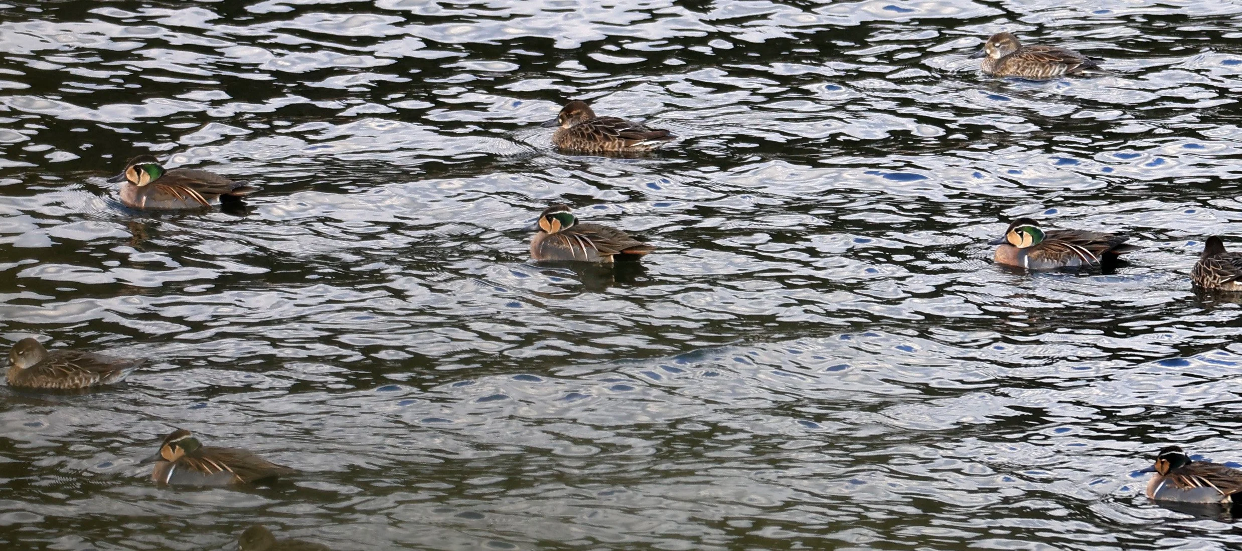 Baikal teal (Sibirionetta formosa) Takagawa Dam Lake, Kagoshima Japan (22).jpg