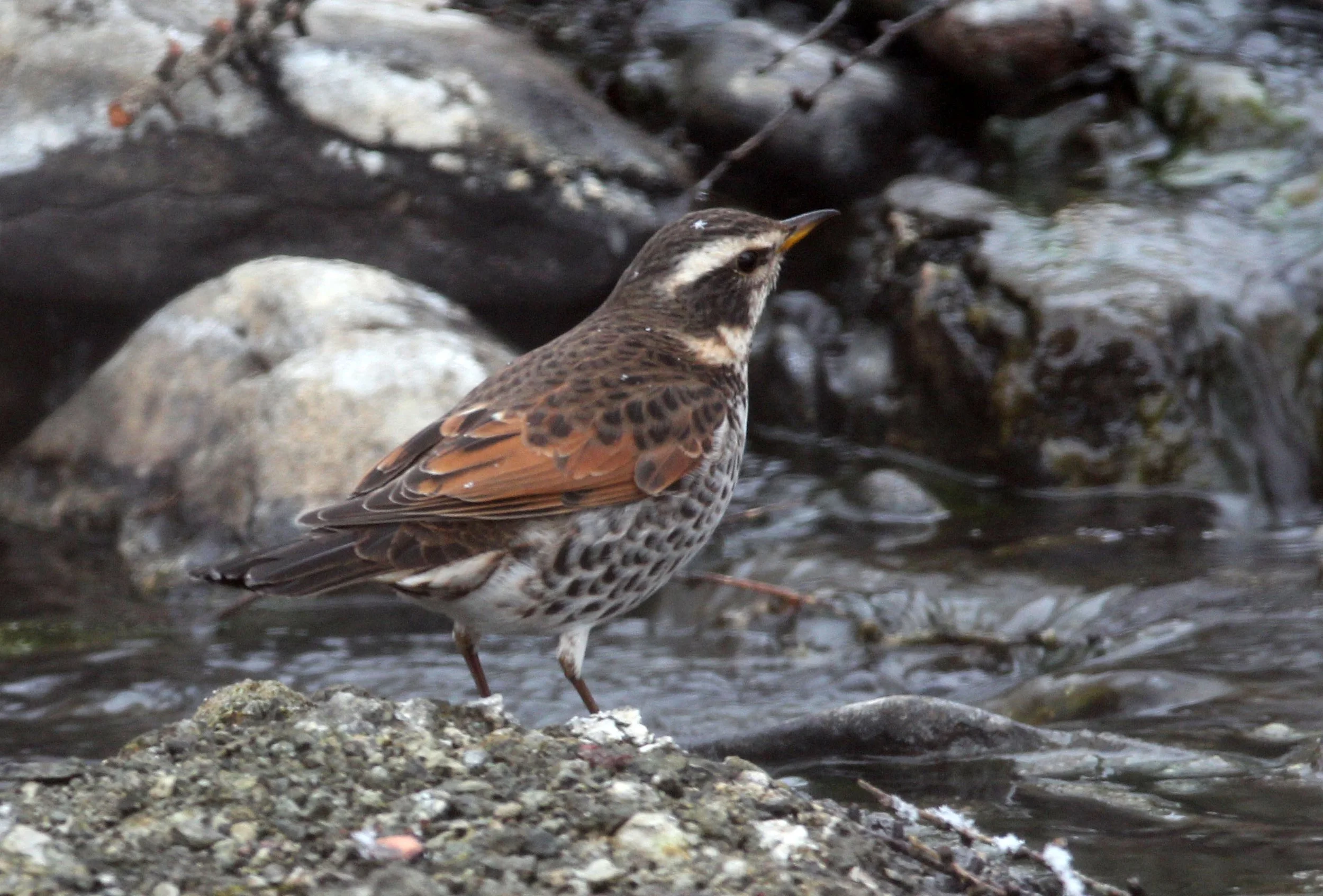 Dusky Thrush (Turdus eunomus) Yoroushi Onsen Daiichi Lodge Hokkaido Japan (2).JPG