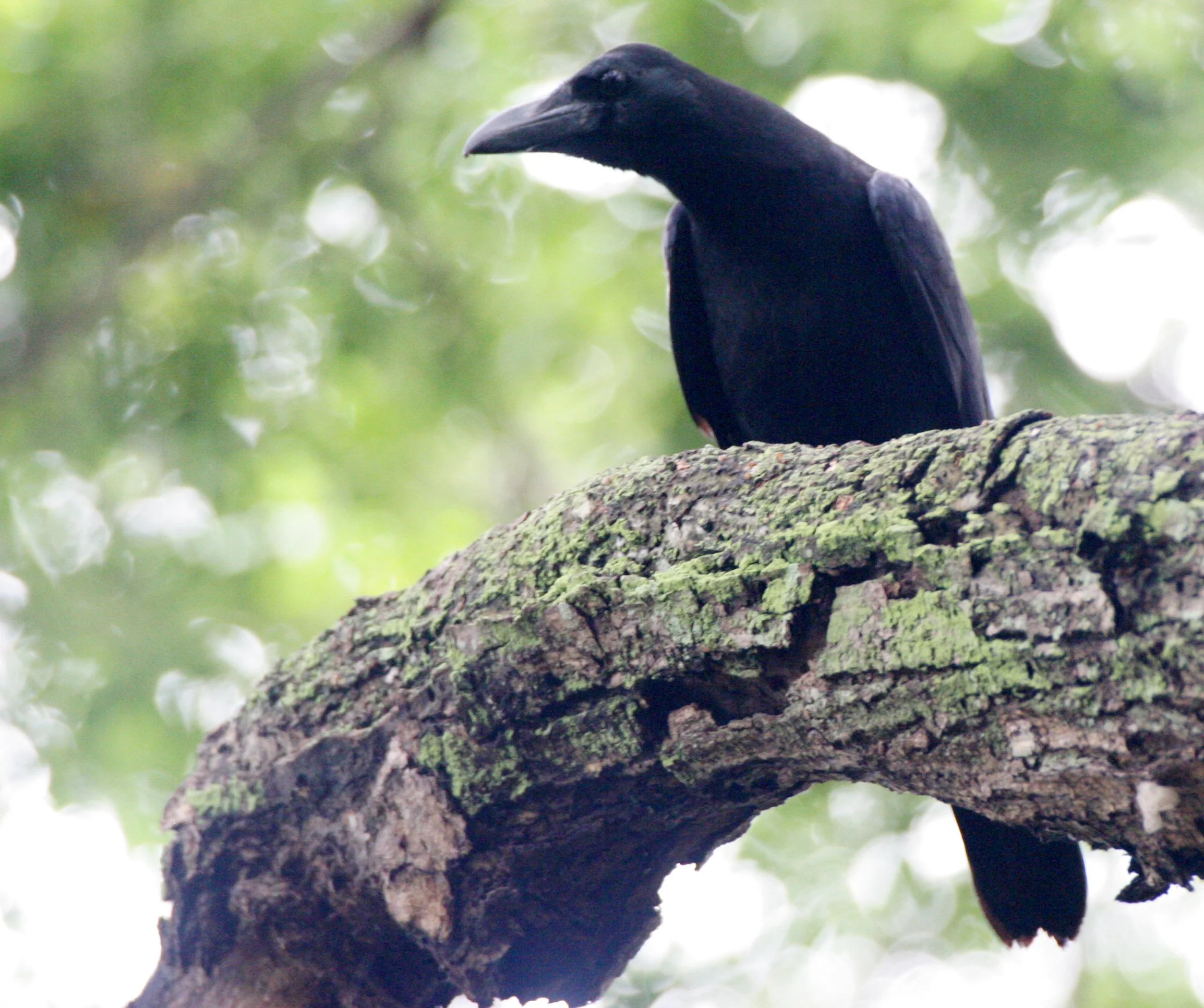 CROW - LARGE-BILLED CROW - Corvus macrorhynchos - BUENG BORAPHET THAILAND (3).JPG