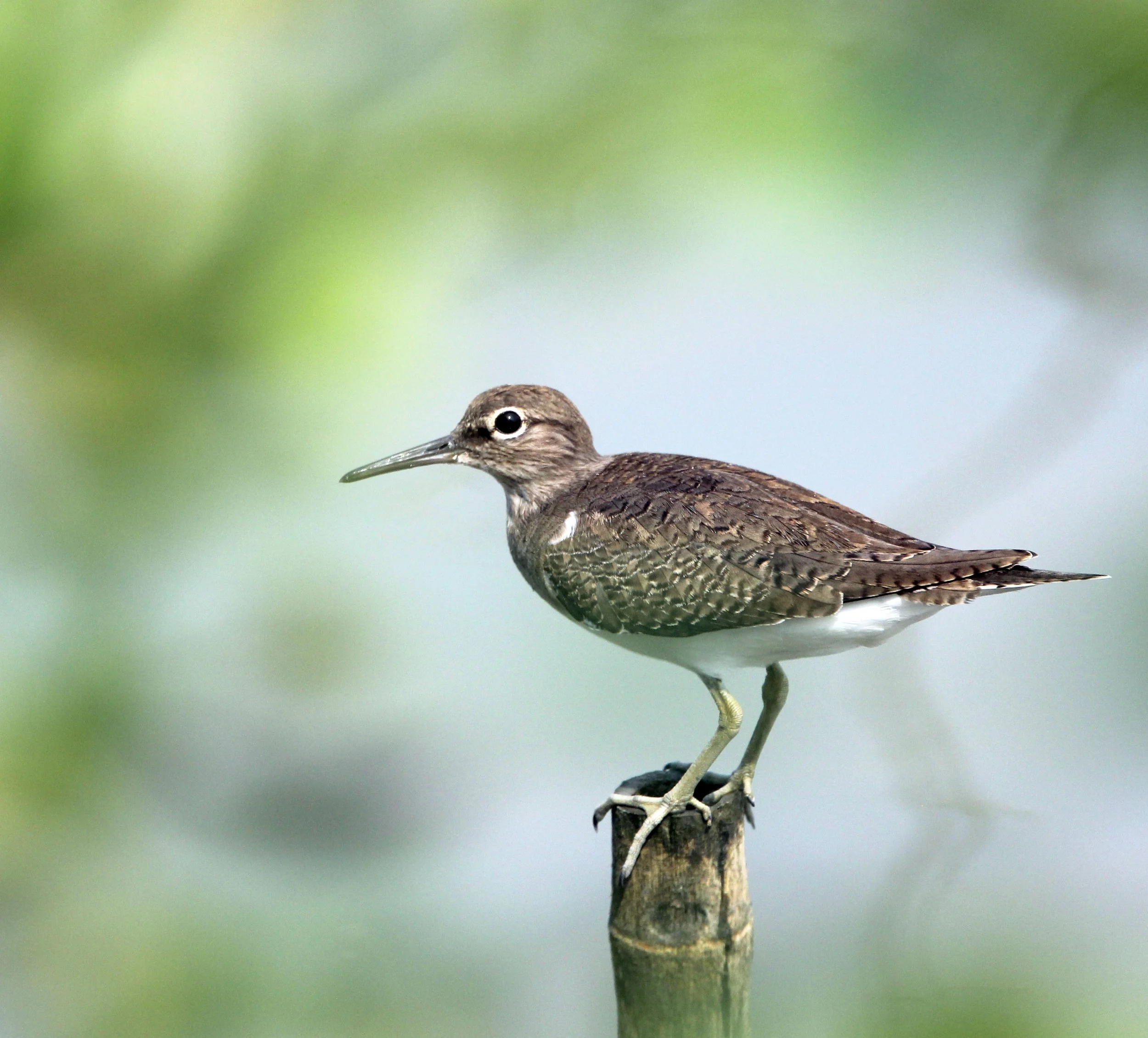 BIRD - SANDPIPER - COMMON SANDPIPER - KOK KHAM MACHACHAI - SALT PONDS - NEAR BANGKOK THAILAND (24).JPG