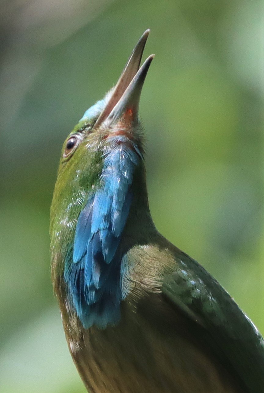 Blue-bearded Bee-eater (Nyctyornis athertoni)
