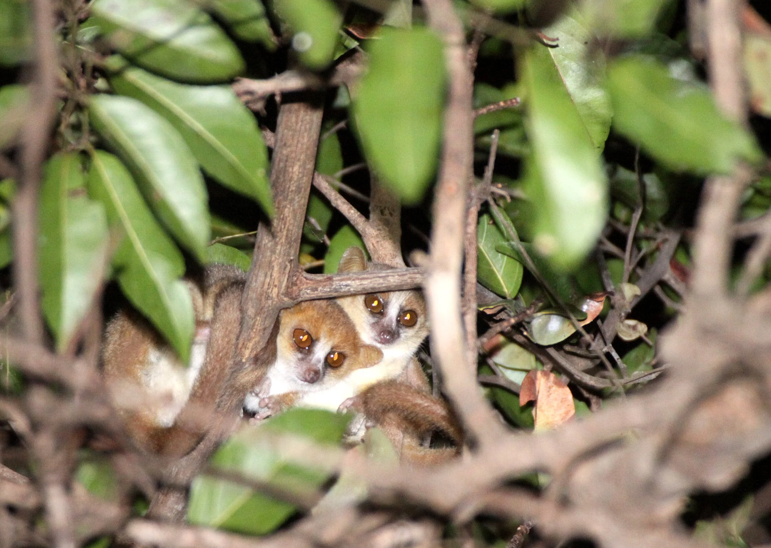 CHEIROGALEIDAE - Microcebus tavaratra - TAVARATRA (NORTHERN RUFOUS) MOUSE LEMUR - ANKARANA NATIONAL PARK MADAGASCAR (8).JPG