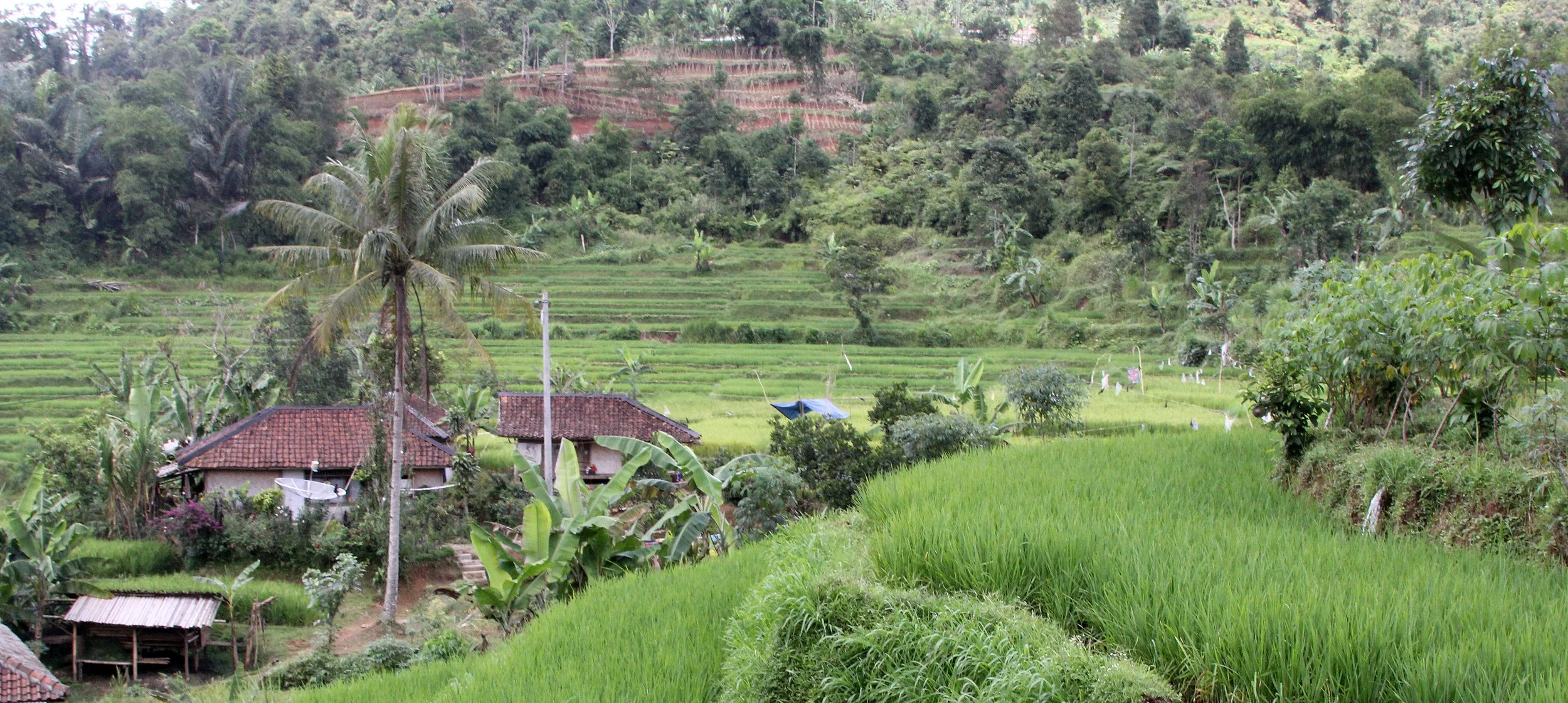 HALIMUN NATIONAL PARK - JAVA BARAT INDONESIA (6).JPG