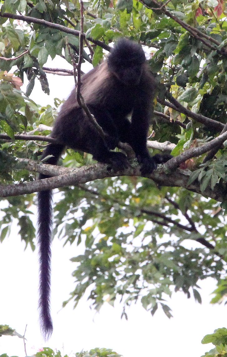 CERCOPITHECIDAE - Lophocebus ugandae - UGANDAN CRESTED MANGABEY - KIBALE NATIONAL PARK UGANDA (88).JPG