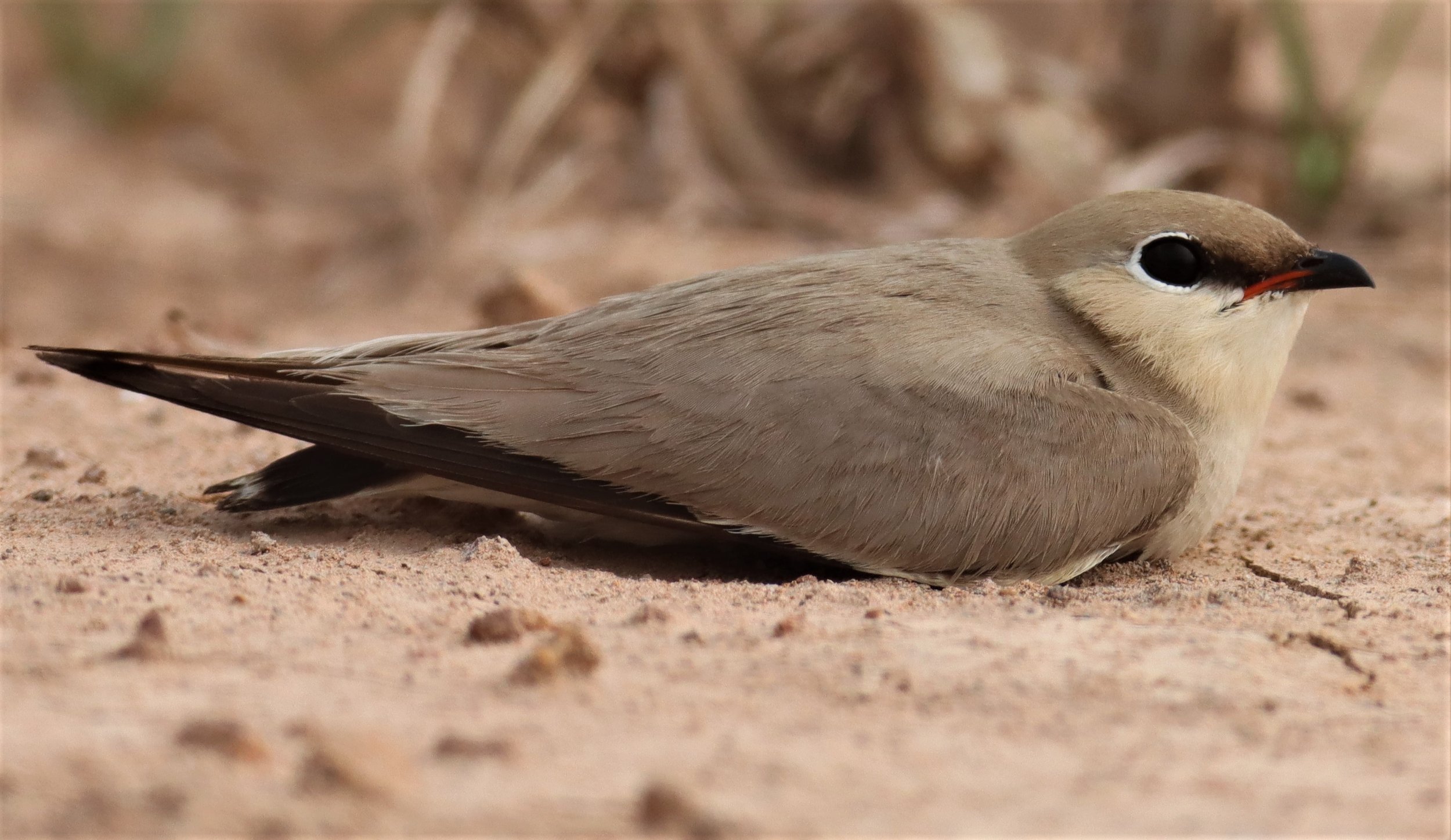 PRATINCOLE - SMALL PRATINCOLE - Glareola lactea - KABIN BURI WETLANDS 15KM OUT ON 304 (205).jpg