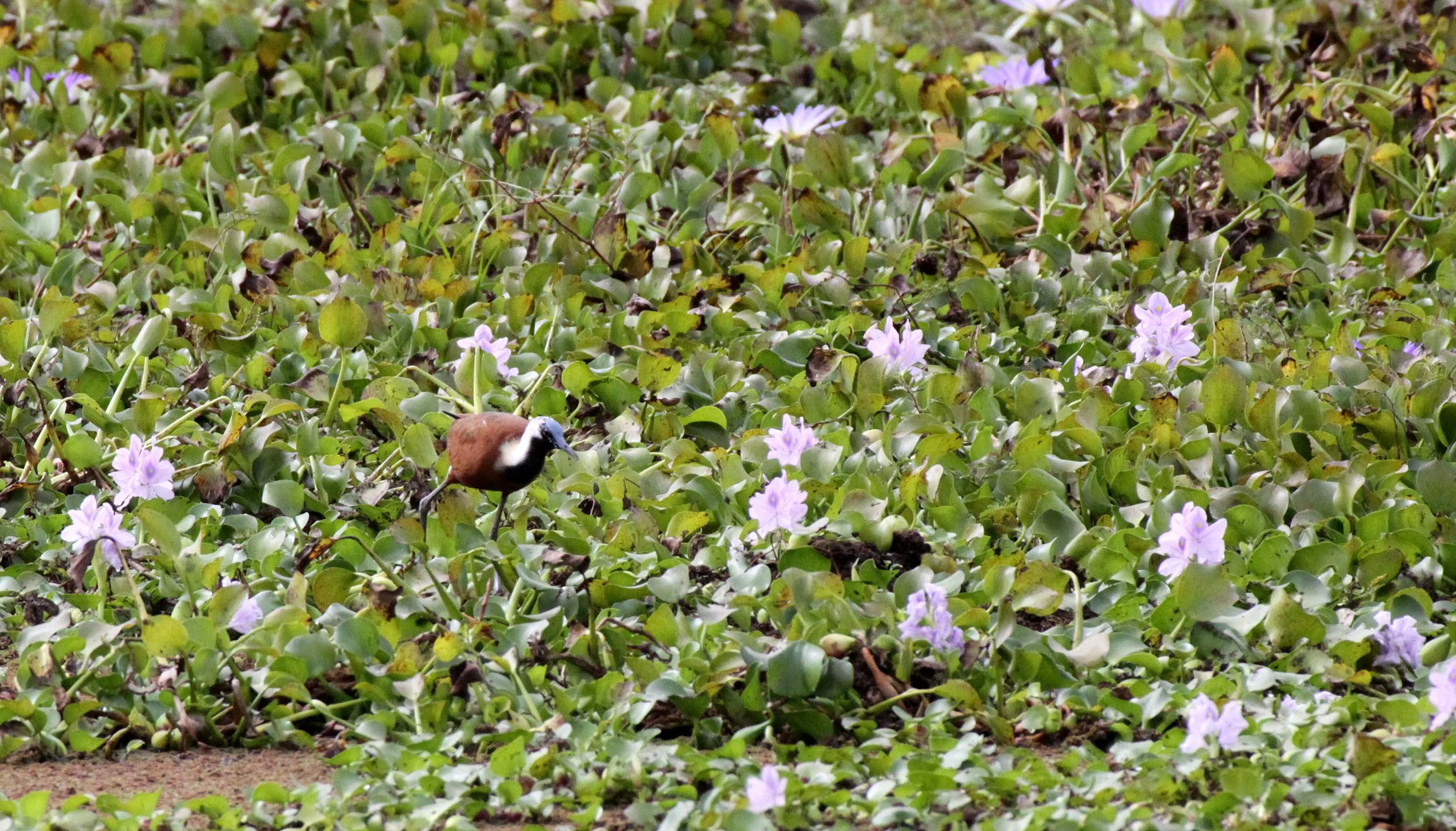 Jacana - Madagascar Jacana - Actophilornis albinucha - Kirindy National Park Madagascar (3).JPG