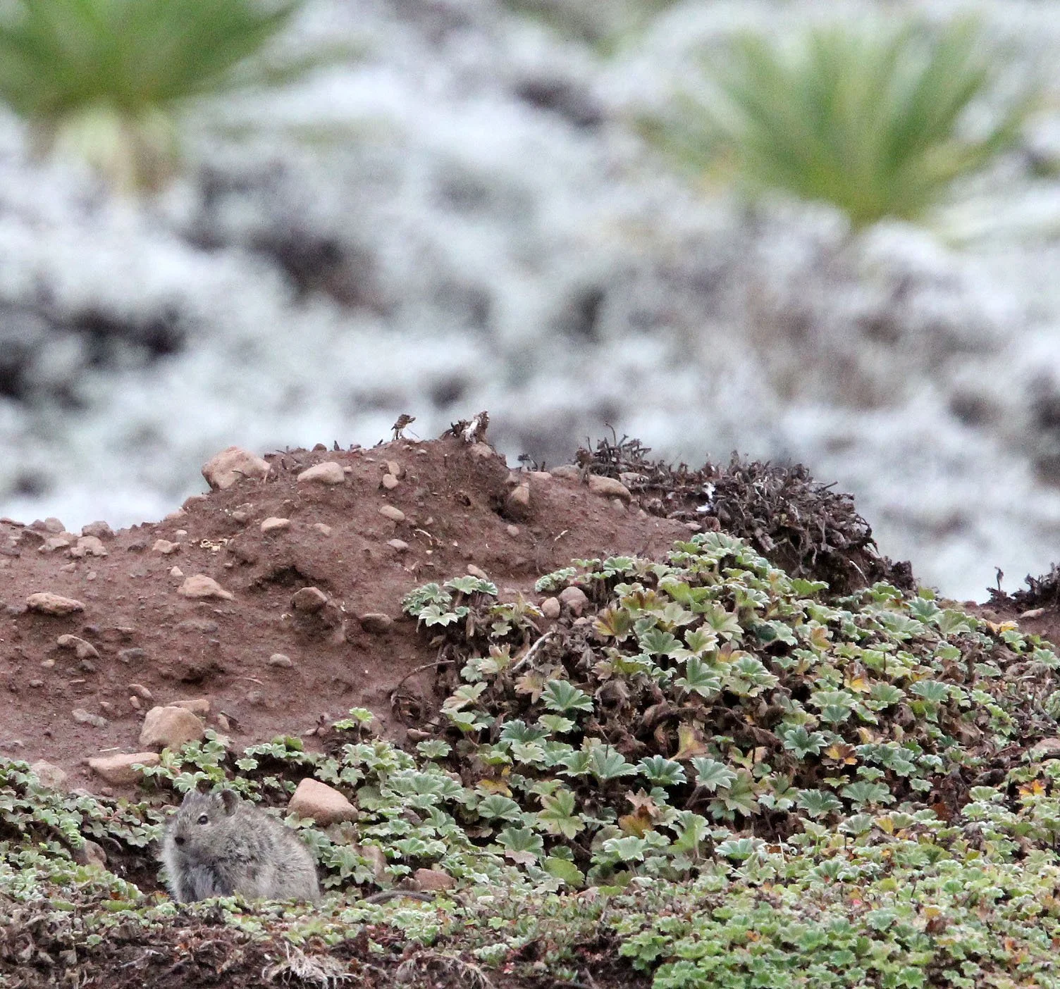 Arvicanthis blicki - BLICK'S GRASS RAT - BALE MOUNTAINS NATIONAL PARK ETHIOPIA (8).JPG
