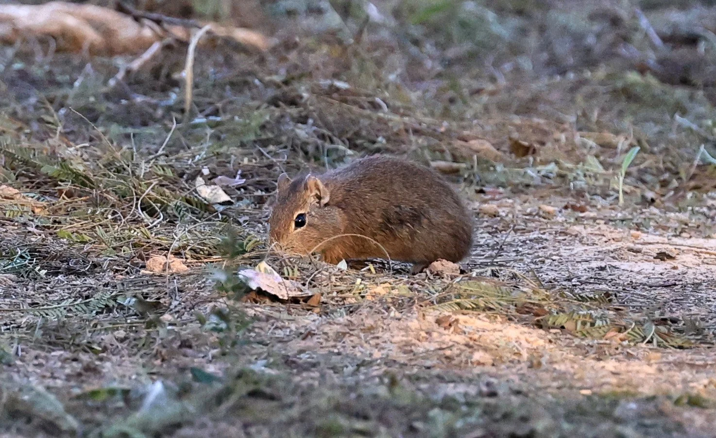 Lowland Yellow-Toothed Cavy (Galea leucoblephara) Hotel Iparoma Campestre Paraguay (43).jpg