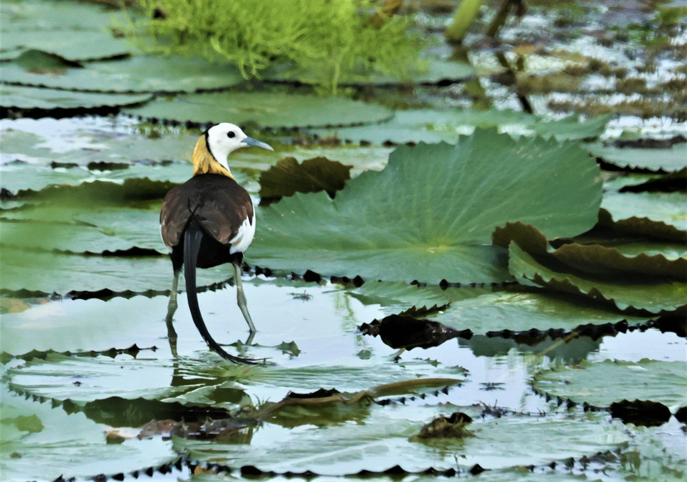 JACANA - PHEASANT-TAILED JACANA - Hydrophasianus chirurgus - BANG KHAEM WETLANDS NAKHON PAHTOM JUNE 3 2022 (6).jpg