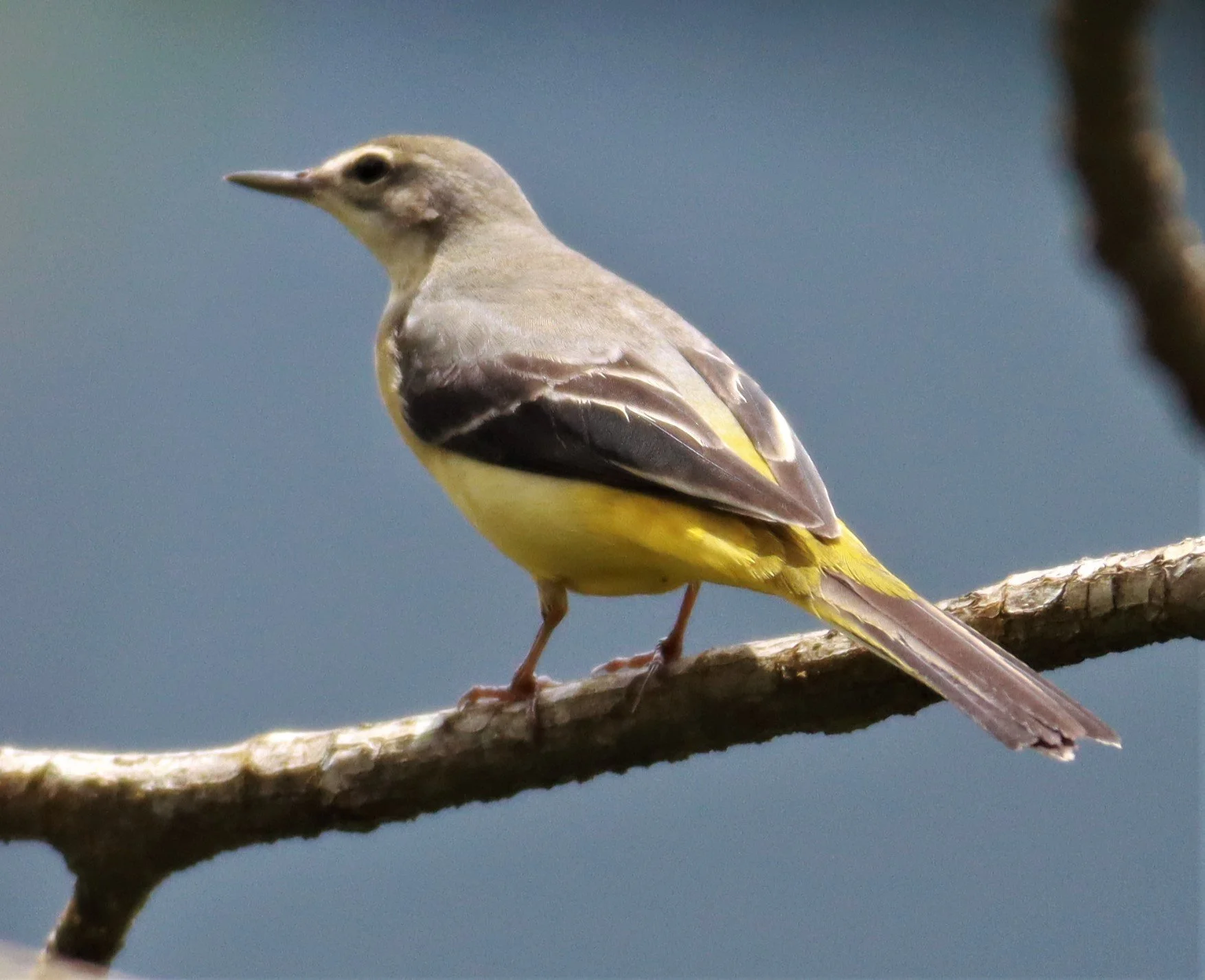 GREY WAGTAIL - Motacilla cinerea - CHONG YEN CAMPSITE MAE WONG NATIONAL PARK (31).jpg