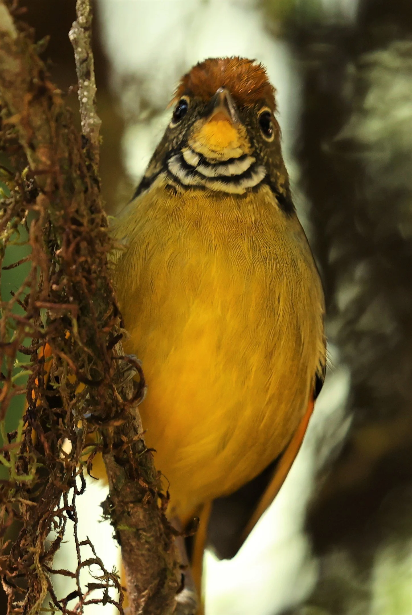 MINLA - CHESTNUT-TAILED MINLA - Minla strigula - DOI INTHANON NP CHIANG MAI, DEC 2021 (13).jpg