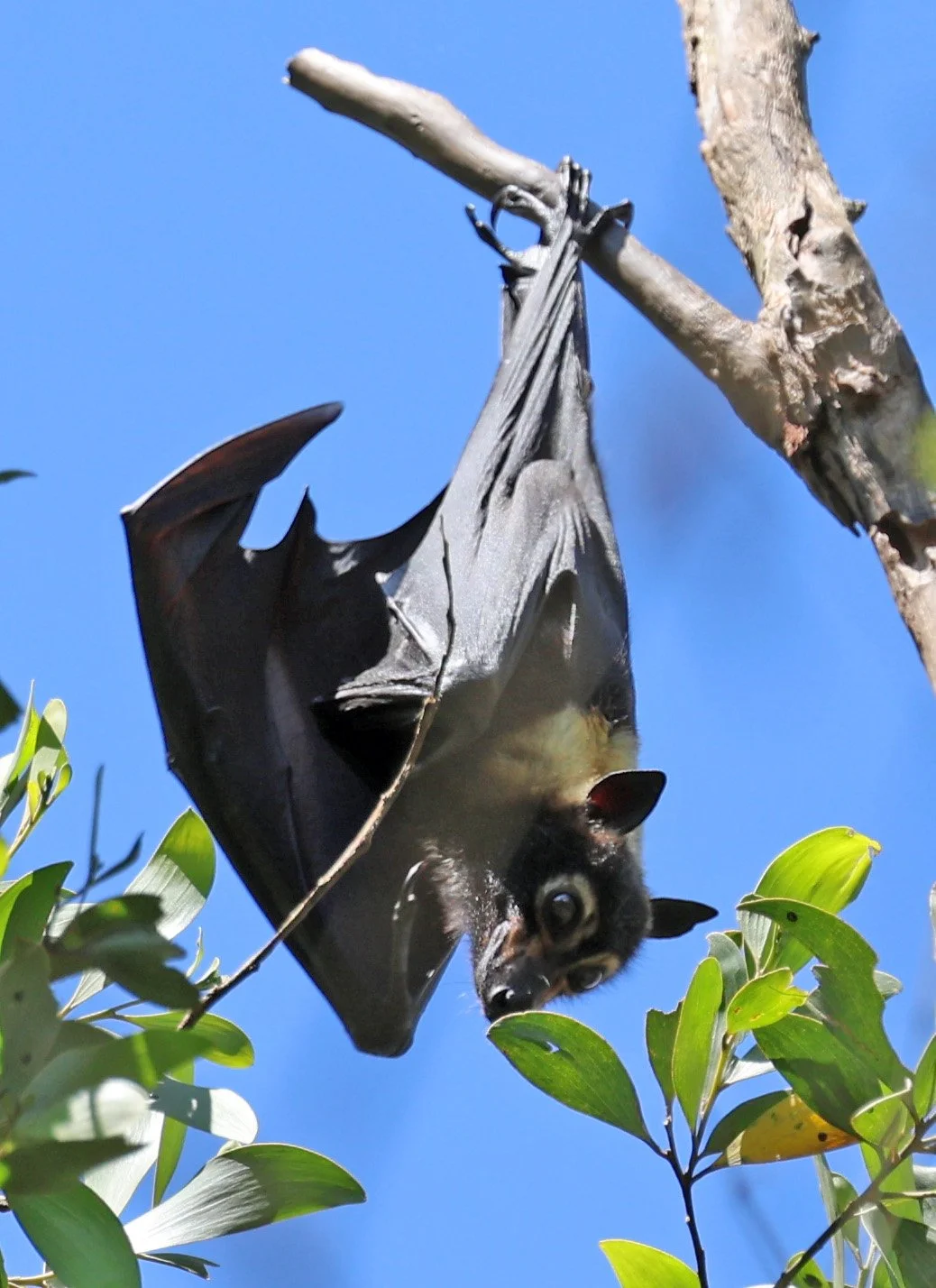 Spectacled Flying-fox (Pteropus conspicillatus) Yungaburra Peterson Creek - Queensland 