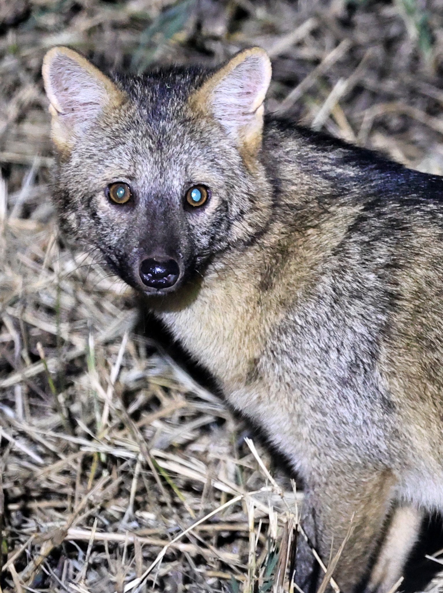Crab-eating Fox (Cerdocyon thous) Estancia Campo'í Paraguay  (18).jpg