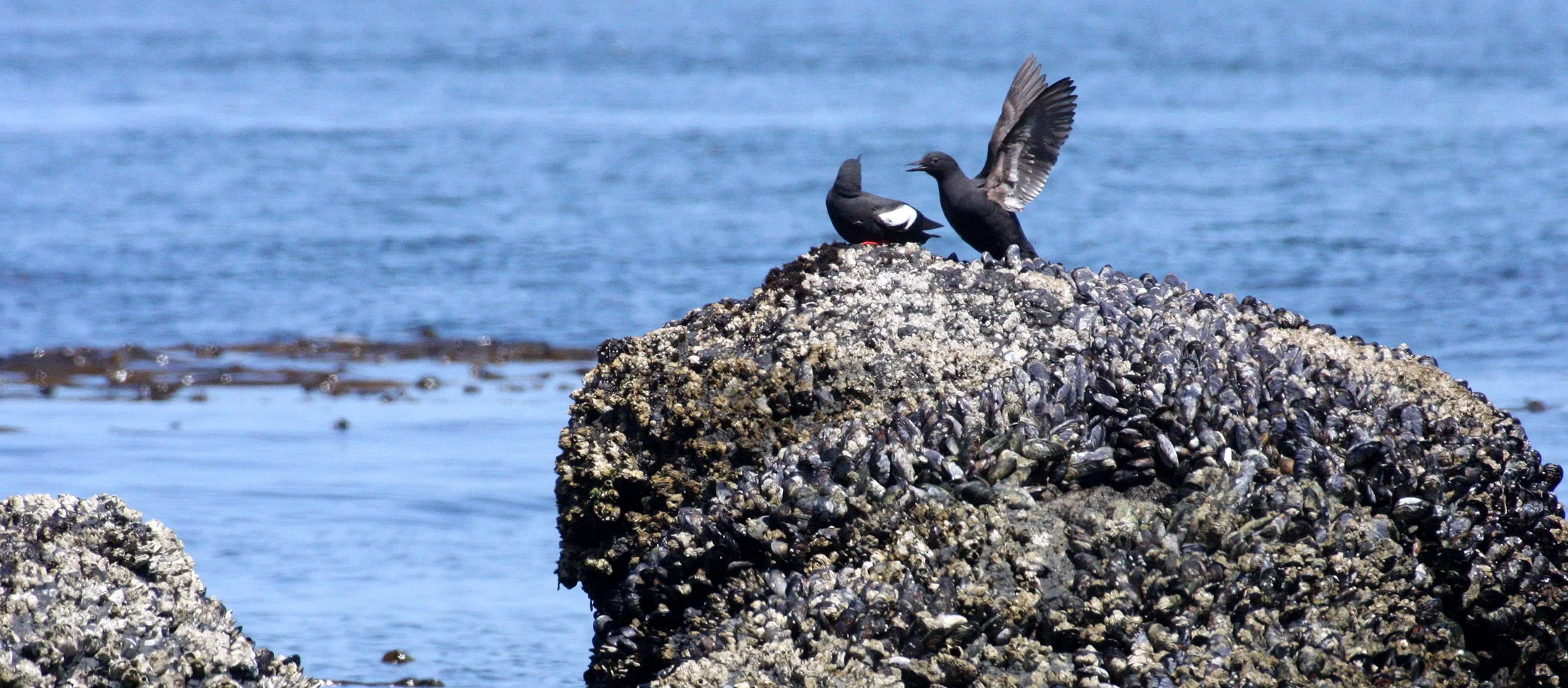 BIRD - GUILLEMOT - PIGEON GUILLEMOT - SALT CREEK WA.JPG