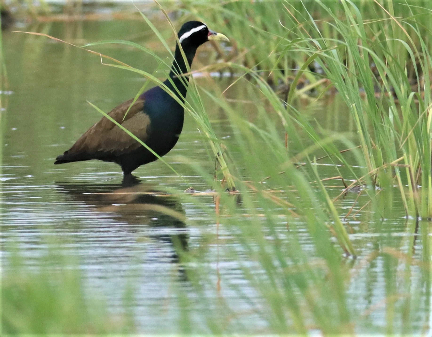 JACANA - BRONZE-WINGED JACANA - Metopidius indicus - LAT KRABANG WETLANDS THAP YAO (1).jpg