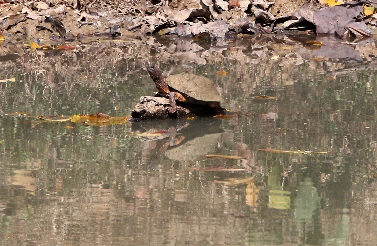 Cyclemys oldhamii - OLDHAM'S LEAF TURTLE - KAENG KRACHAN NP A (5).jpg