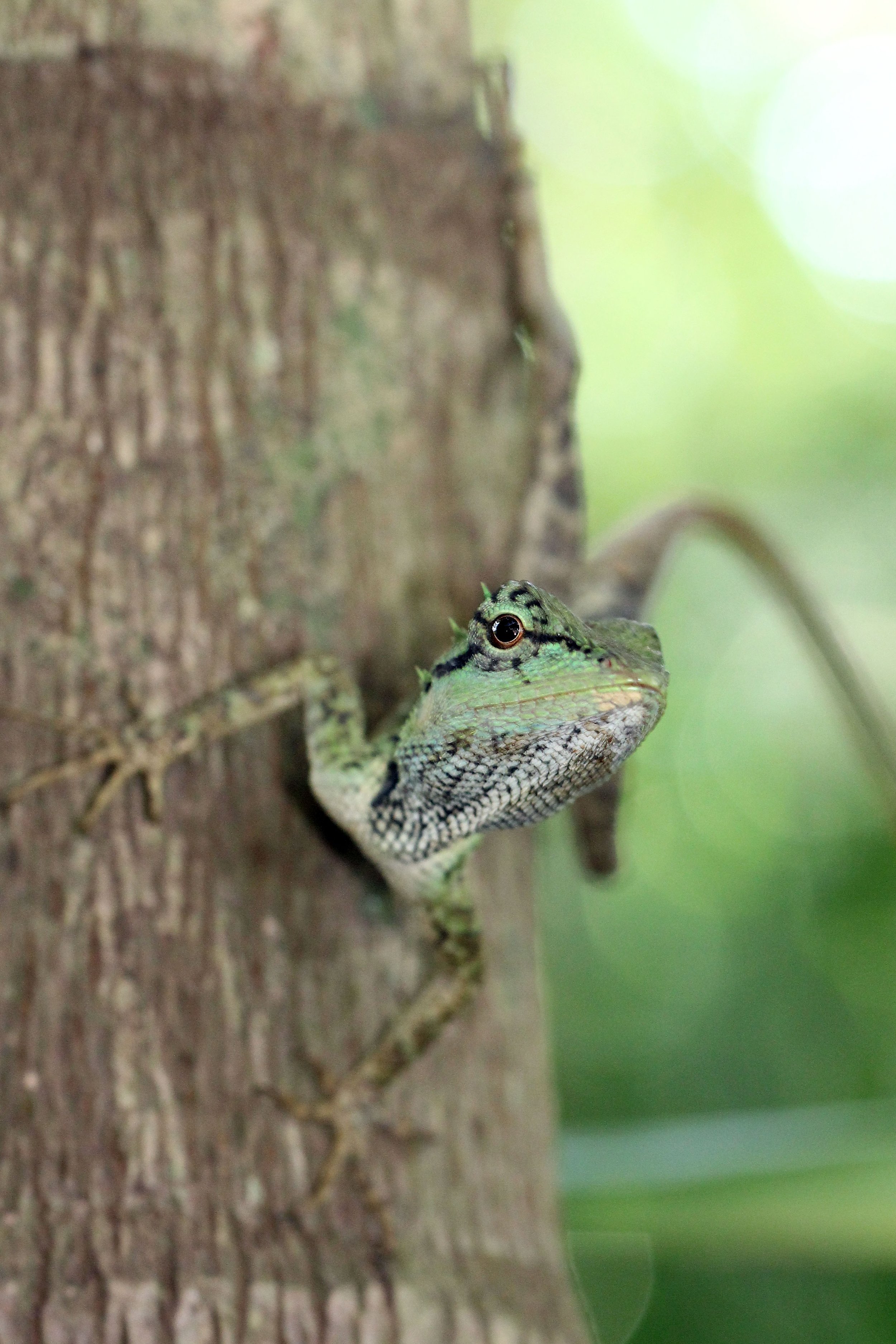 Calotes emma - EMMA GRAY'S FOREST LIZARD - KOH LANTA THAILAND (75).JPG