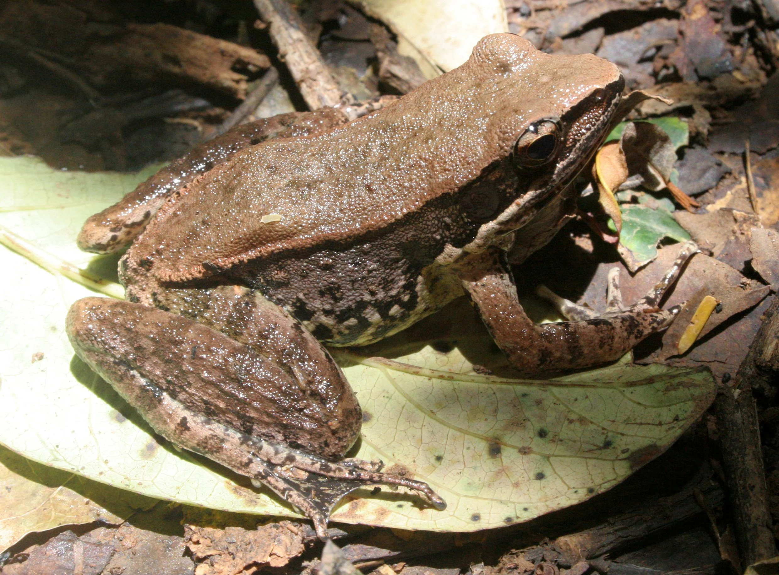 Mortensen's Frog (Hylarana mortenseni)