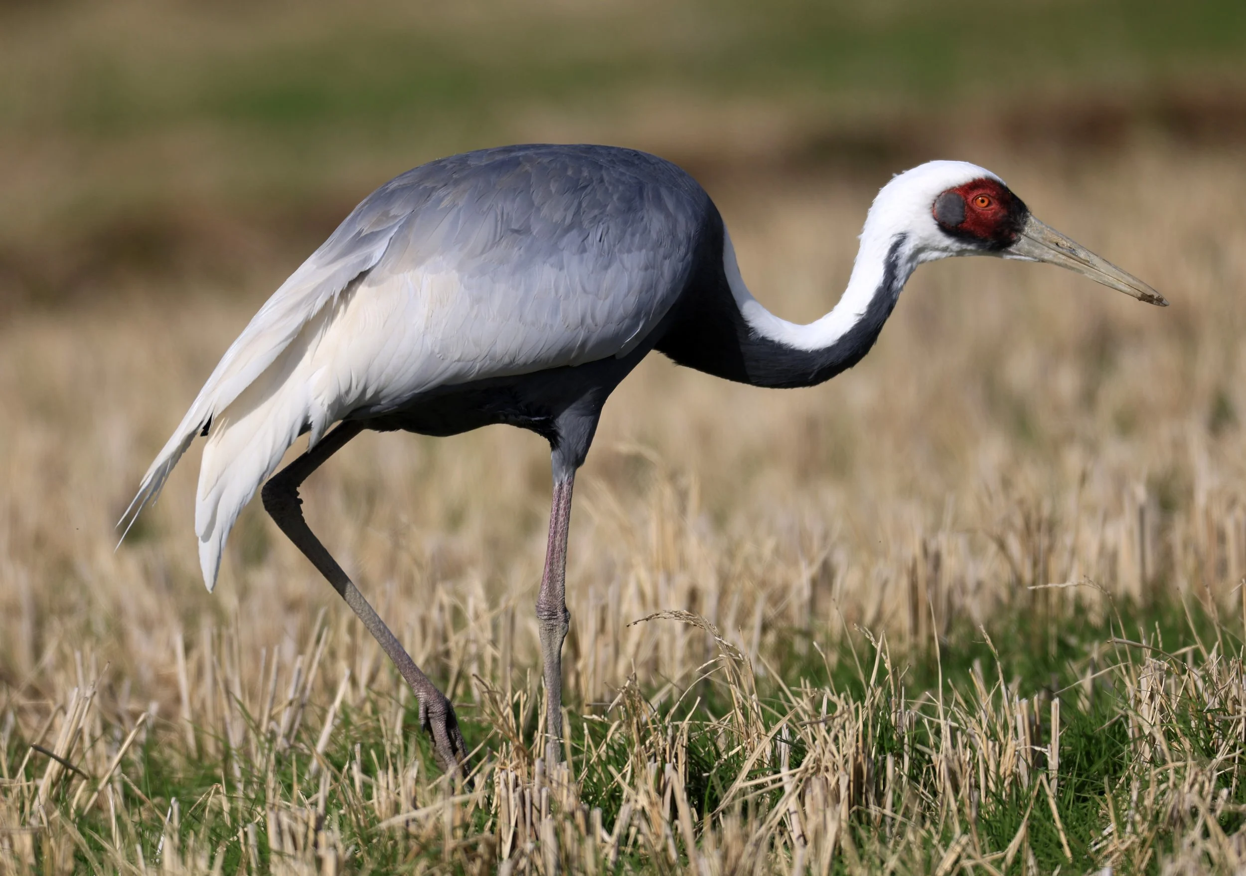 White-naped Crane (Antigone vipio) Izumi Crane Park & Center, Izumi Kagoshima Kyushu Japan  (44).jpg