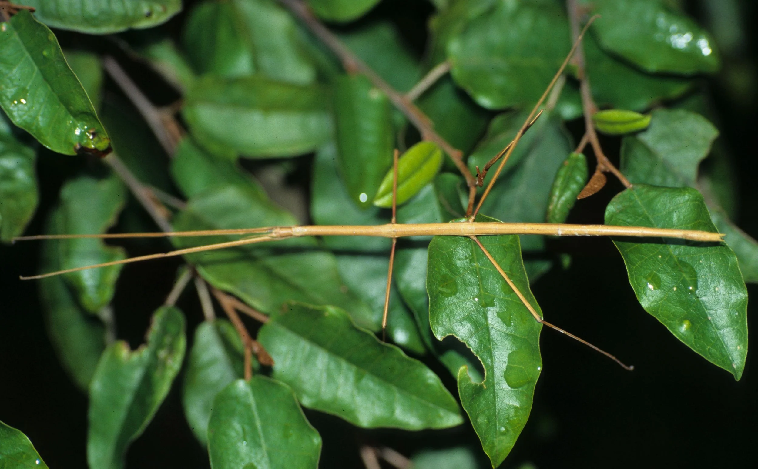 INVERTS - ORTHOPTERA - STICK INSECT - SERENGETTI (3).jpg