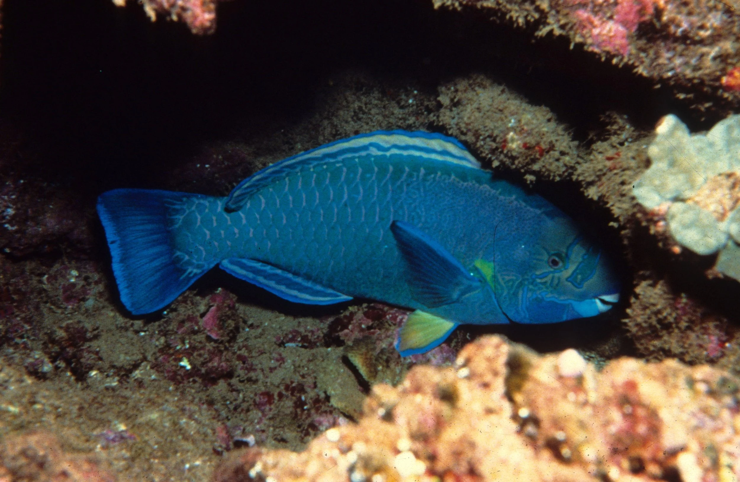 FISH - TROPICAL FISH - HAWAII (7).jpg