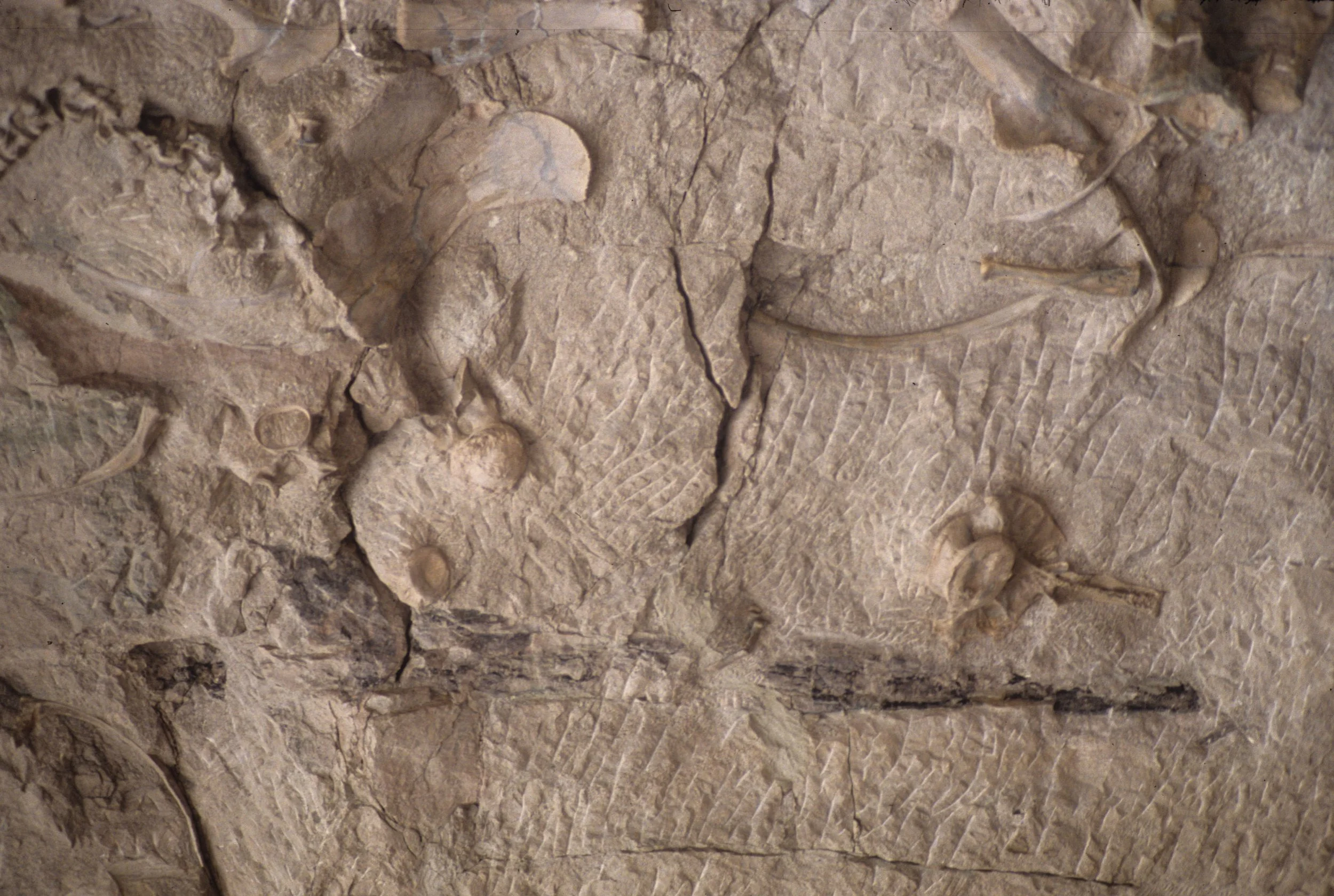 UTAH - DINOSAUR NM - BONES  (5).jpg