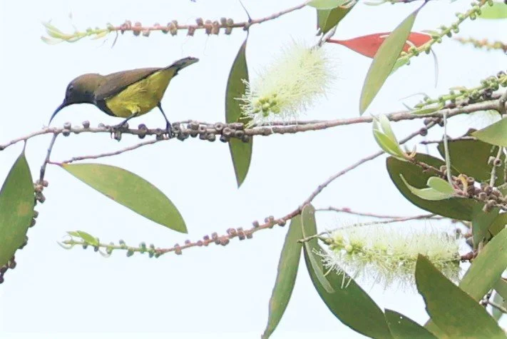 SUNBIRD - OLIVE-BACKED SUNBIRD - Nectarinia jugularis - THALE NOI WETLANDS PATTHALUNG PROVINCE (18).jpg