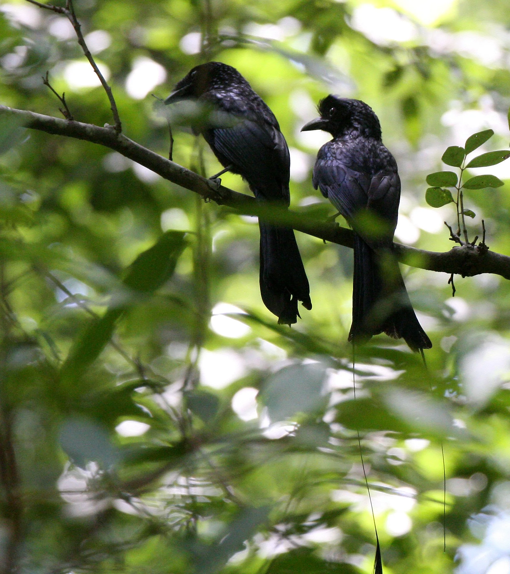 DRONGO - GREATER RACKET-TAILED DRONGO - Dicrurus paradiseus - HUAI KHA KHAENG NWS THAILAND (2).JPG