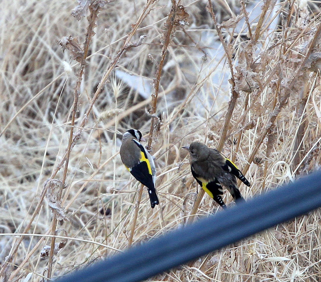 European Goldfinch (Carduelis carduelis) Soria & Andujar Spain (3).JPG
