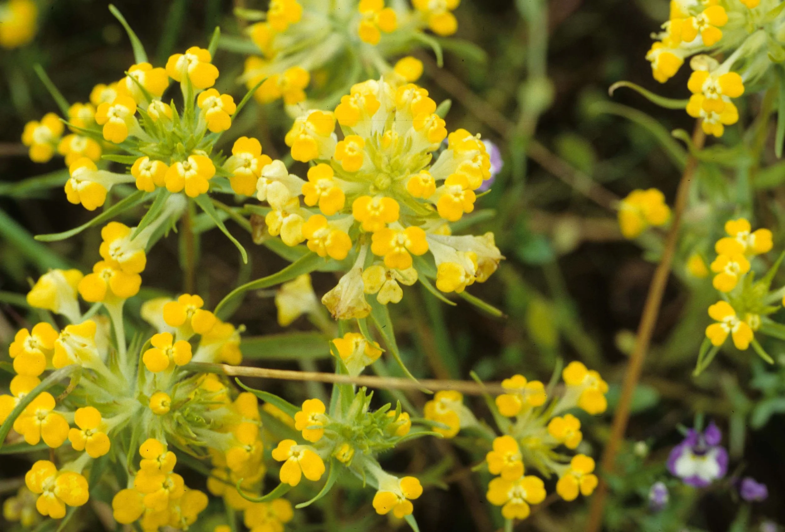 MONTANA - GLACIER - PLANT SPECIES.jpg