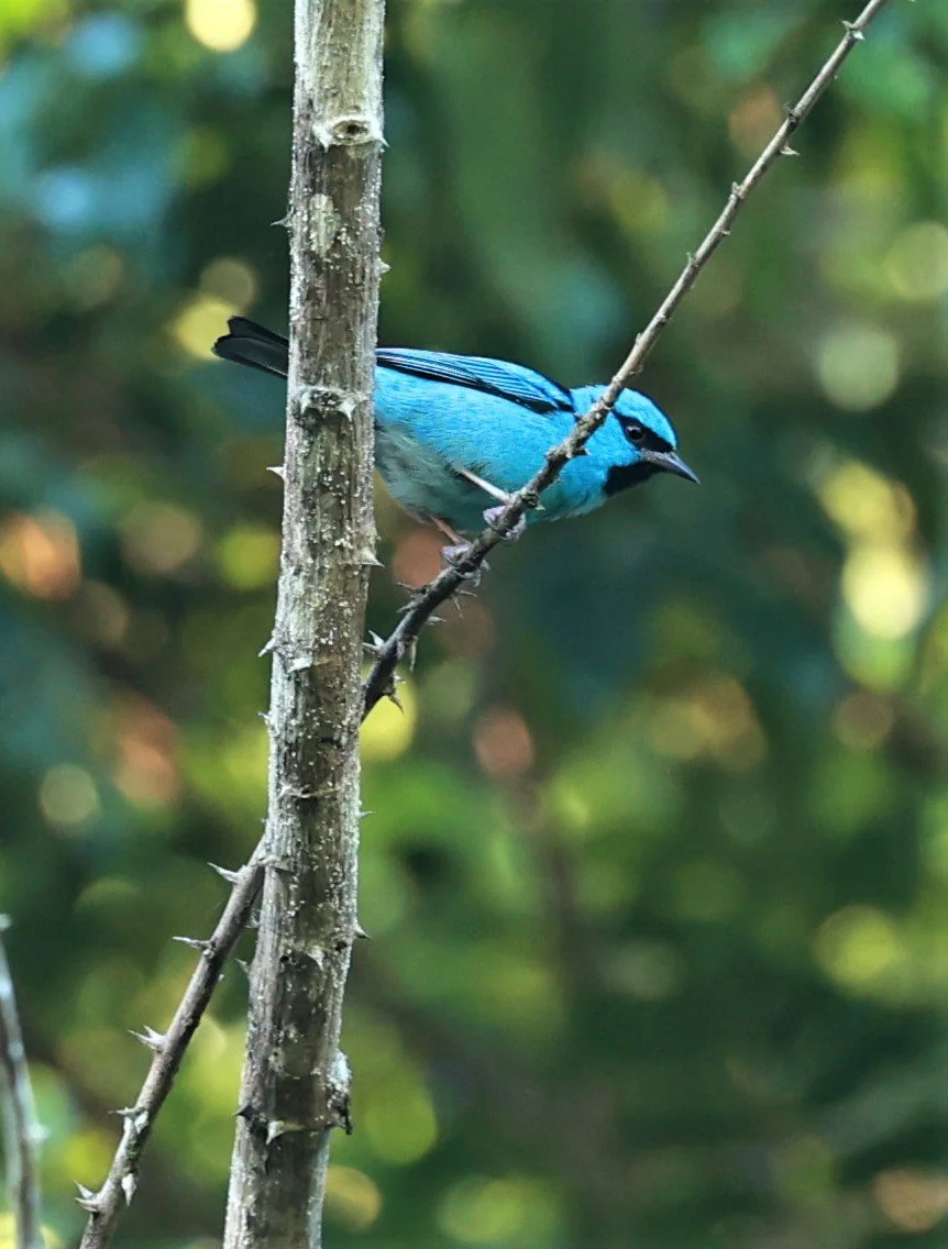 Dacnis - Blue Dacnis - Dacnis cayana - Estancia, Sergipe & Northern Bahia State, Brazil (8)a.jpg
