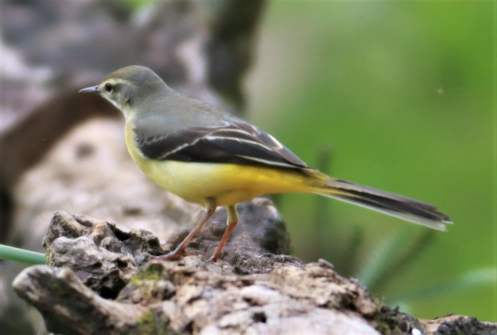 GREY WAGTAIL - Motacilla cinerea - CHONG YEN CAMPSITE MAE WONG NATIONAL PARK (6).jpg