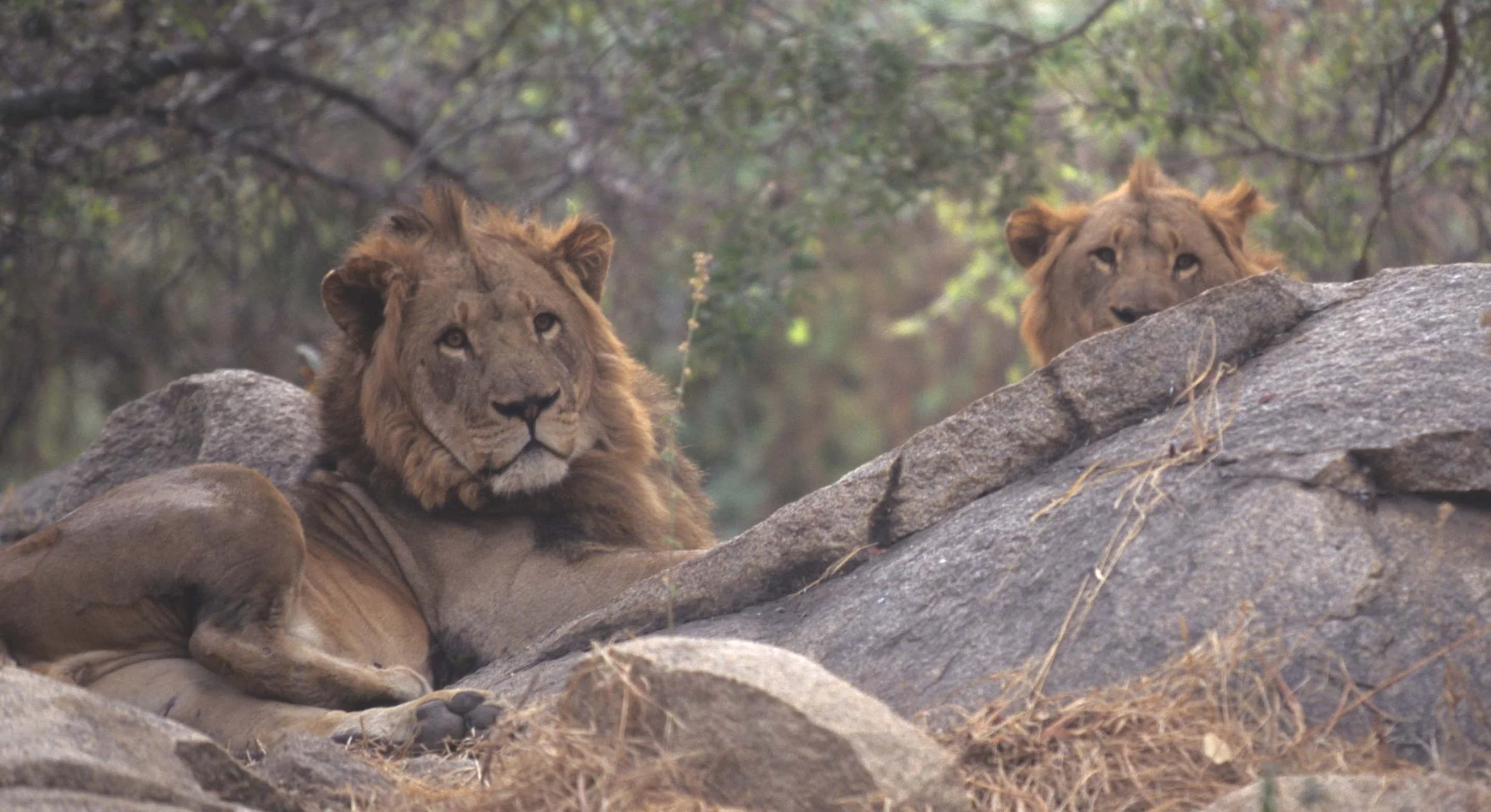 FELID - LION - ZIMBABWE (4).jpg