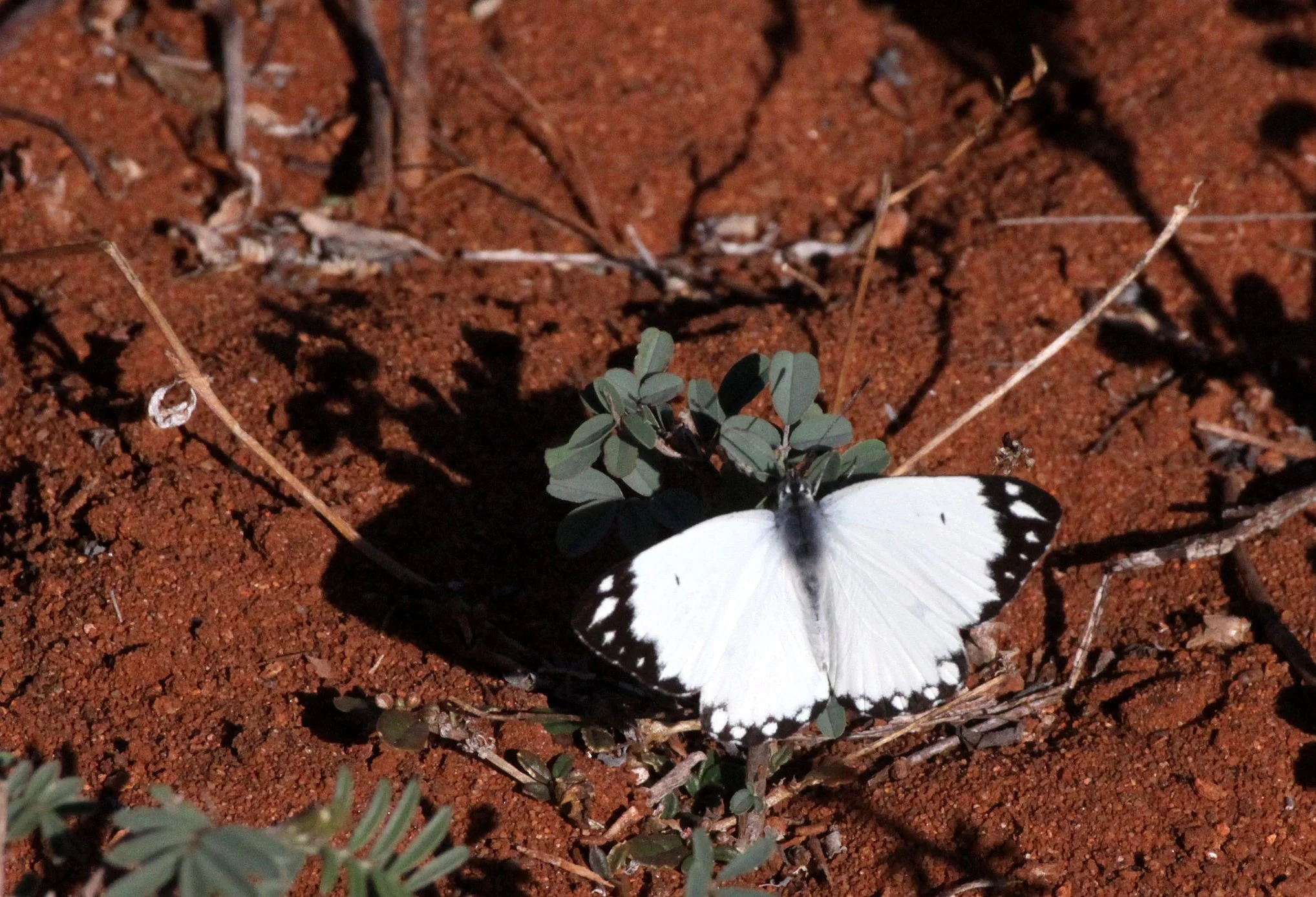 Pieridae - Belenois java - Berenty Reserve, Madagascar