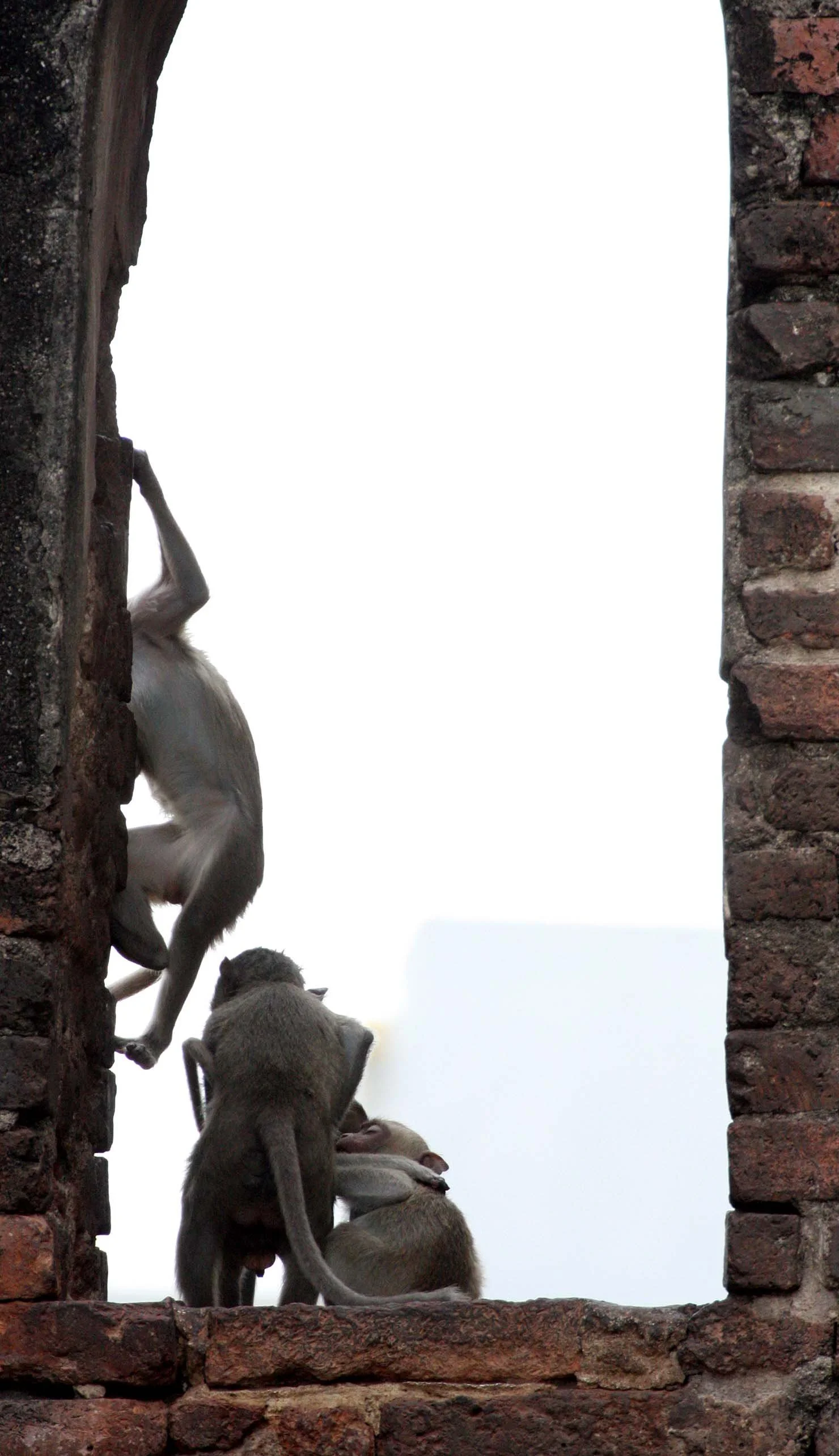 LOPBURI - WAT RAN SAM YOD - WITH LONG-TAILED MACAQUES - PRAPUTABAT - WAT PRAPUTABAT - CHRISTMAS IN THAILAND TRIP 2008 (19).JPG
