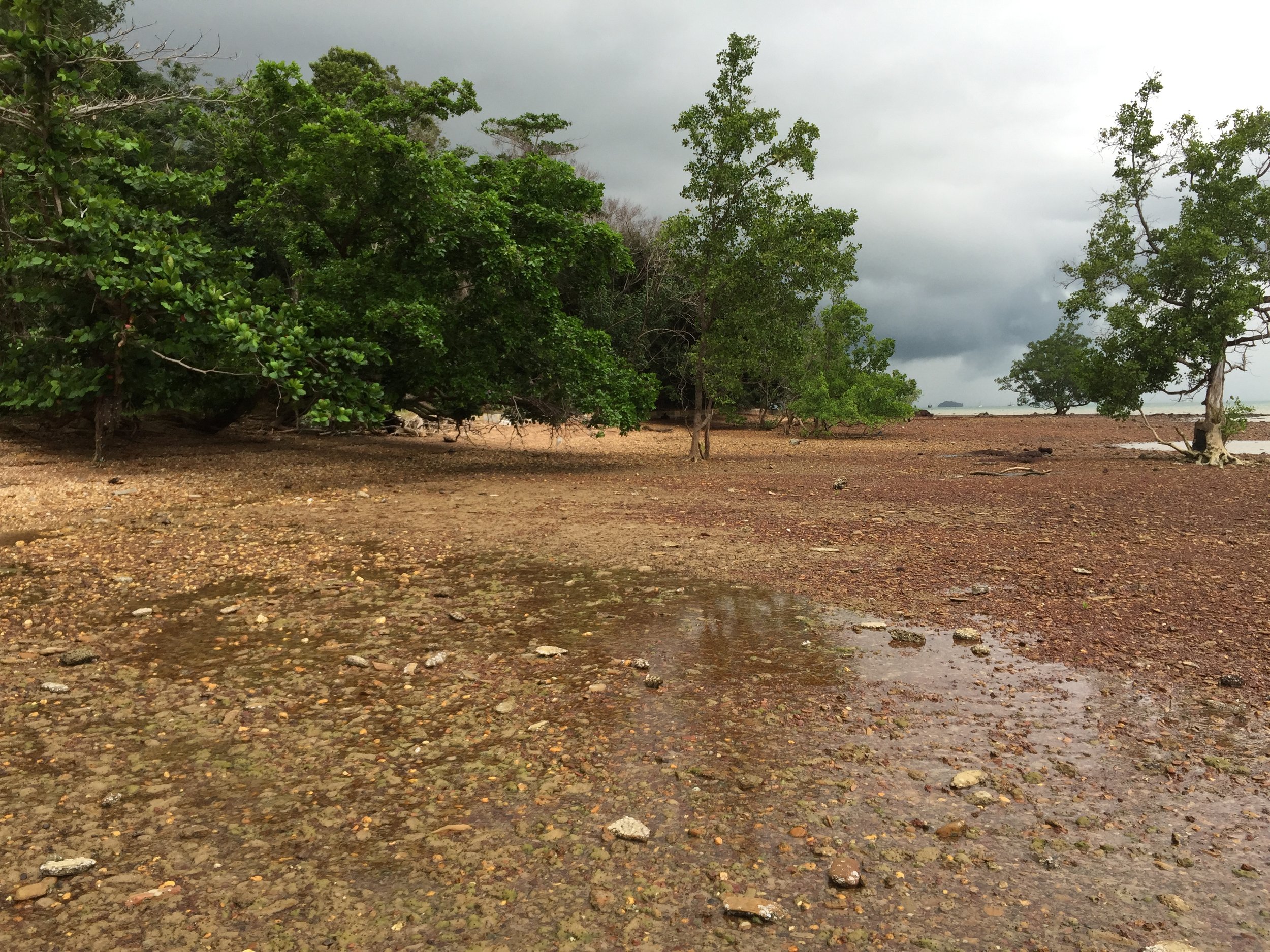 2015 Koh Lanta Garden & Nature (207).JPG