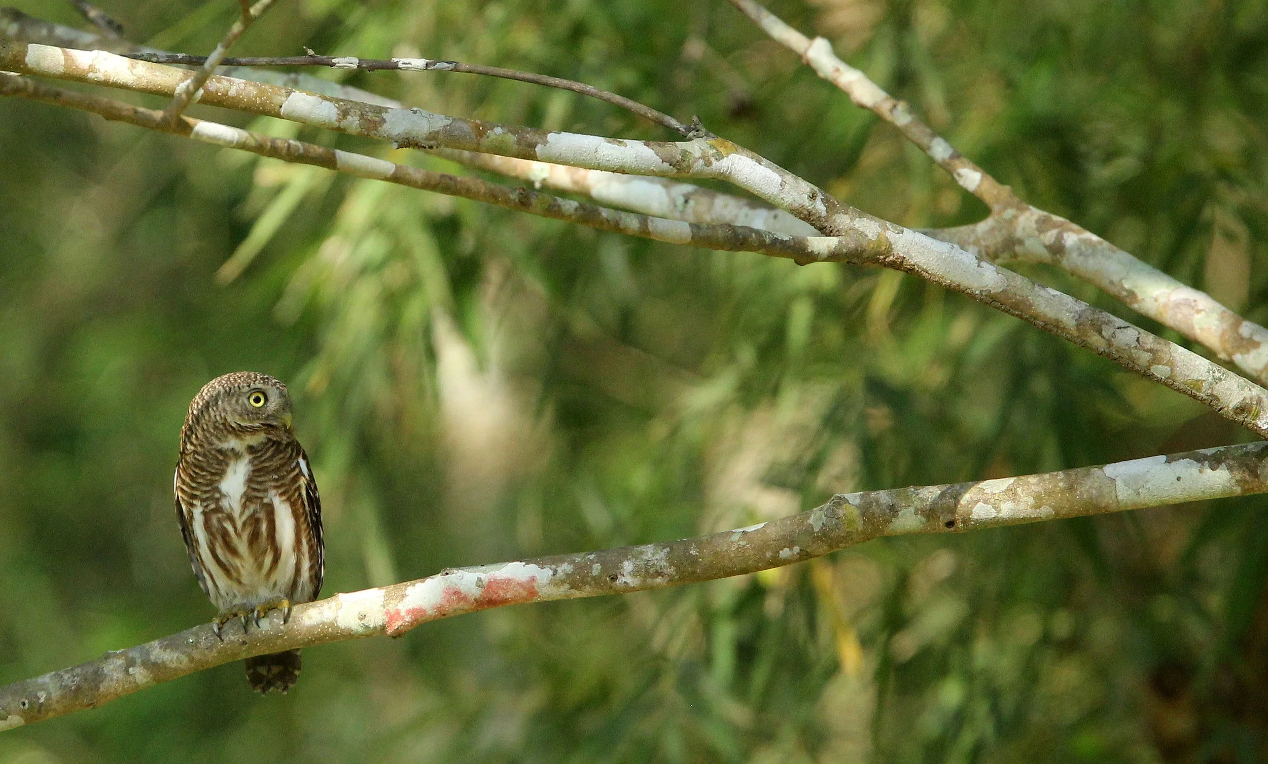 Glaucidium cuculoides - ASIAN BARRED OWLET - HUAI KHA KHAENG NATURE RESERVE THAILAND (28).JPG