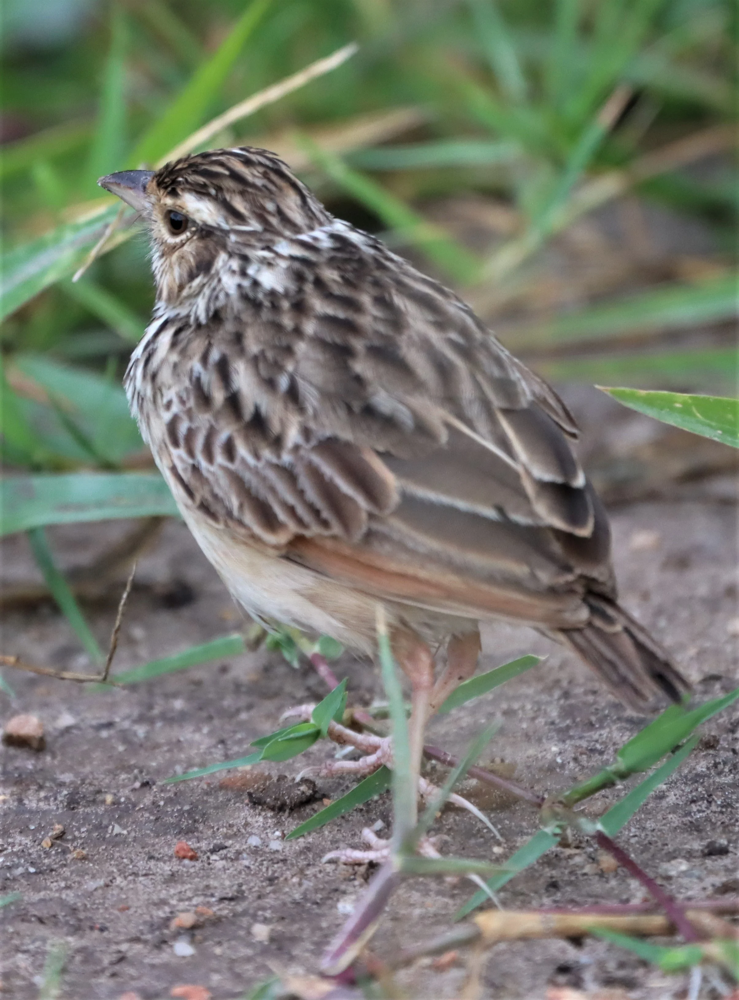 Indochinese Bushlark (Mirafra erythrocephala) Prachuap Kiri Khan Thailand (2).jpg