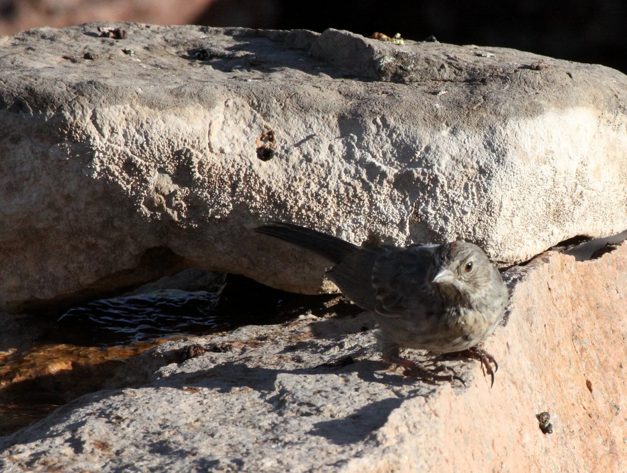 Canyon Towhee (Melozone fusca) Franklin Mountains State Park Texas (1).JPG